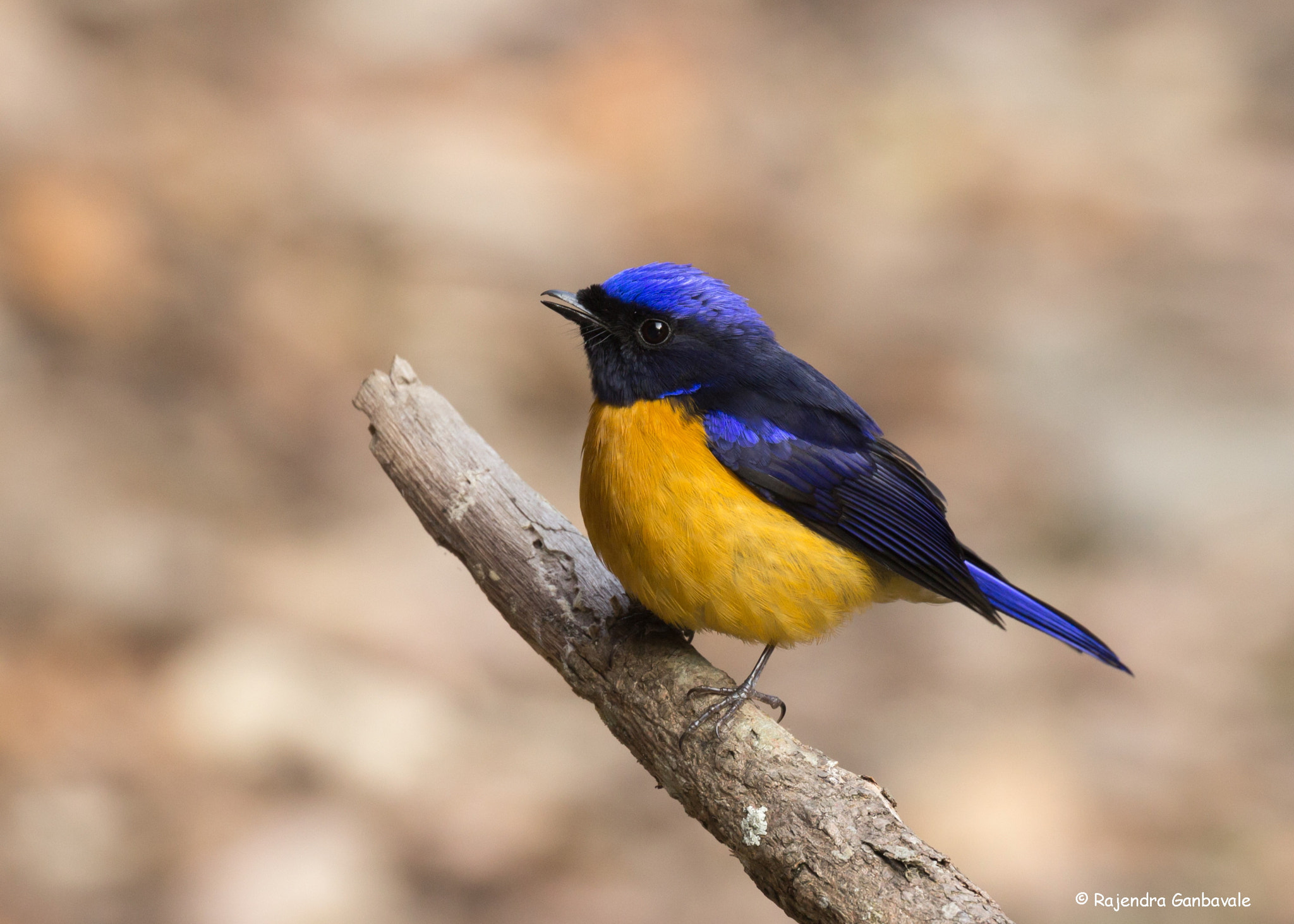 Canon EF 100-400mm F4.5-5.6L IS II USM sample photo. Rufous-bellied niltava_6983.jpg photography