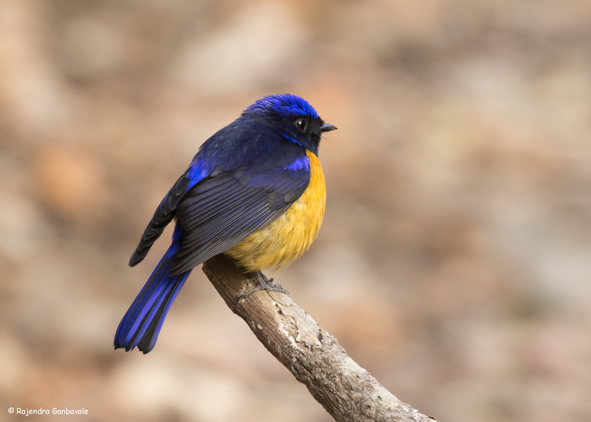 Canon EF 100-400mm F4.5-5.6L IS II USM sample photo. Rufous-bellied niltava_7000.jpg photography