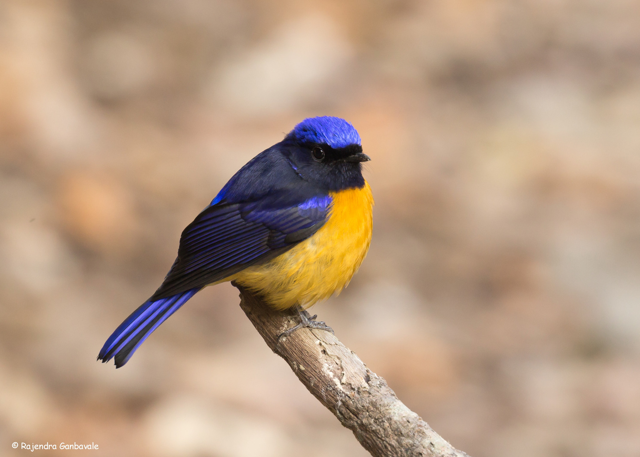 Canon EF 100-400mm F4.5-5.6L IS II USM sample photo. Rufous-bellied niltava_7001.jpg photography