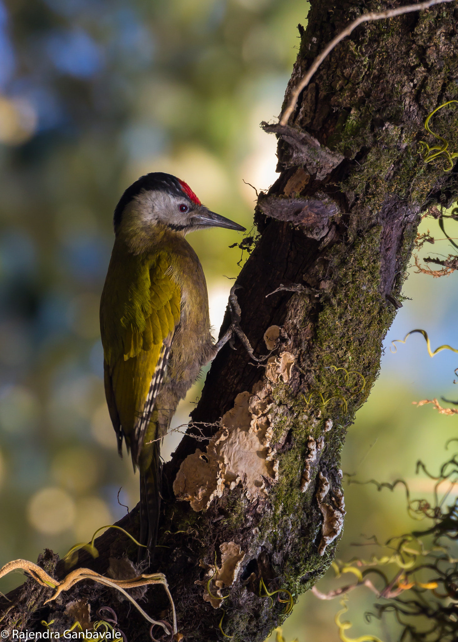 Canon EF 100-400mm F4.5-5.6L IS II USM sample photo. Grey headed woodpecker photography
