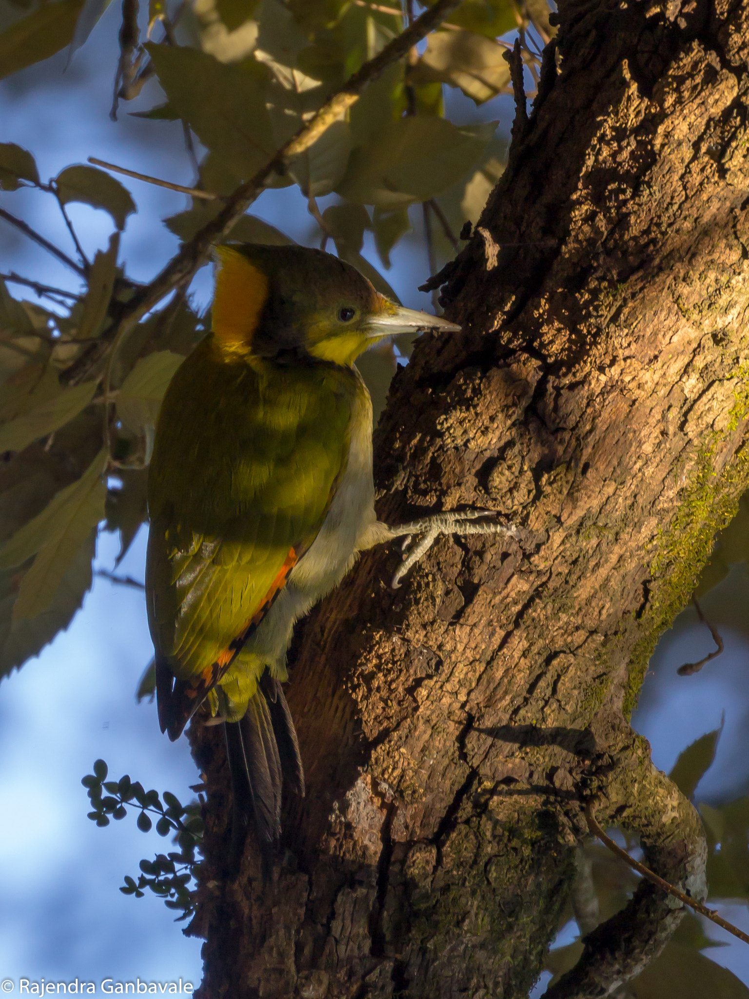Canon EF 100-400mm F4.5-5.6L IS II USM sample photo. Grater yellownape woodpecker_6301.jpg photography
