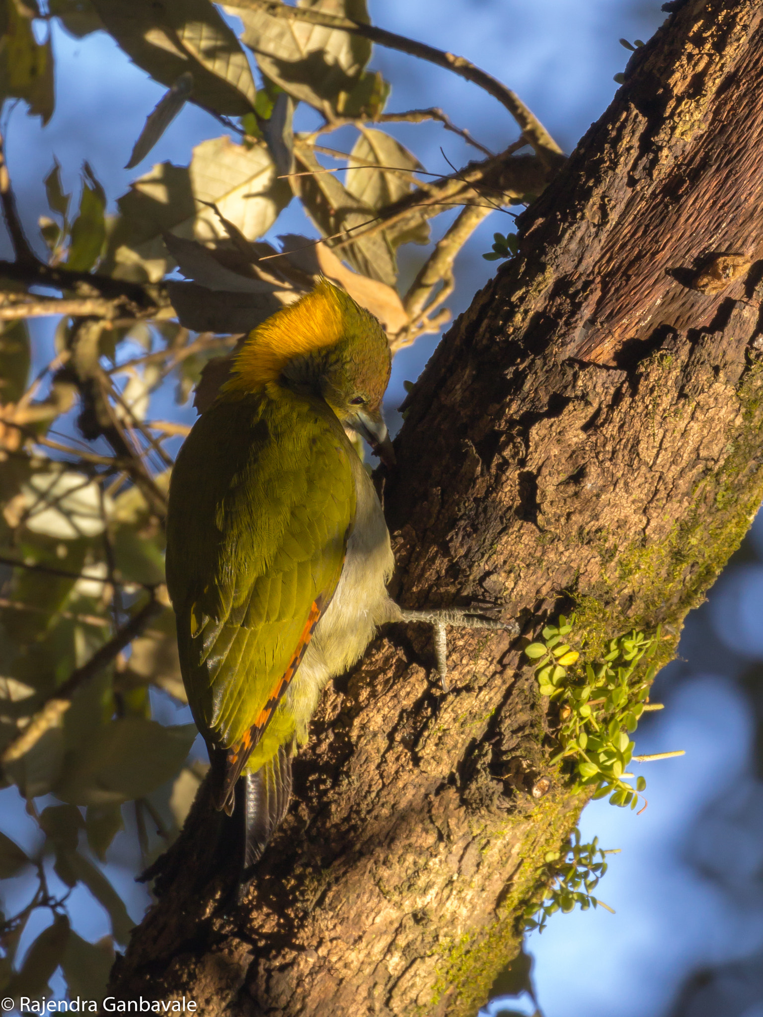 Canon EF 100-400mm F4.5-5.6L IS II USM sample photo. Grater yellownape woodpecker_6307.jpg photography