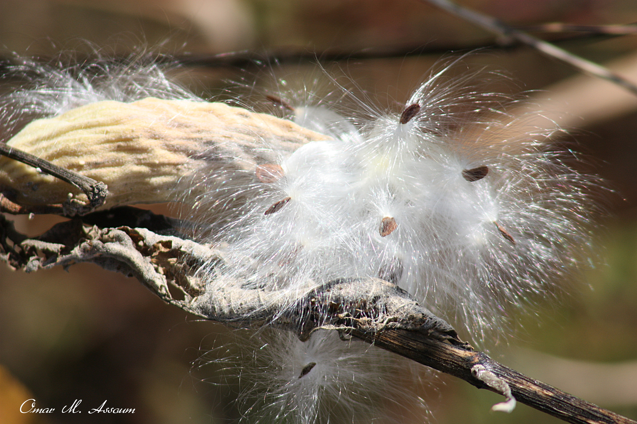 Canon EF 75-300mm F4.0-5.6 IS USM sample photo. Milkweed pods and seeds photography