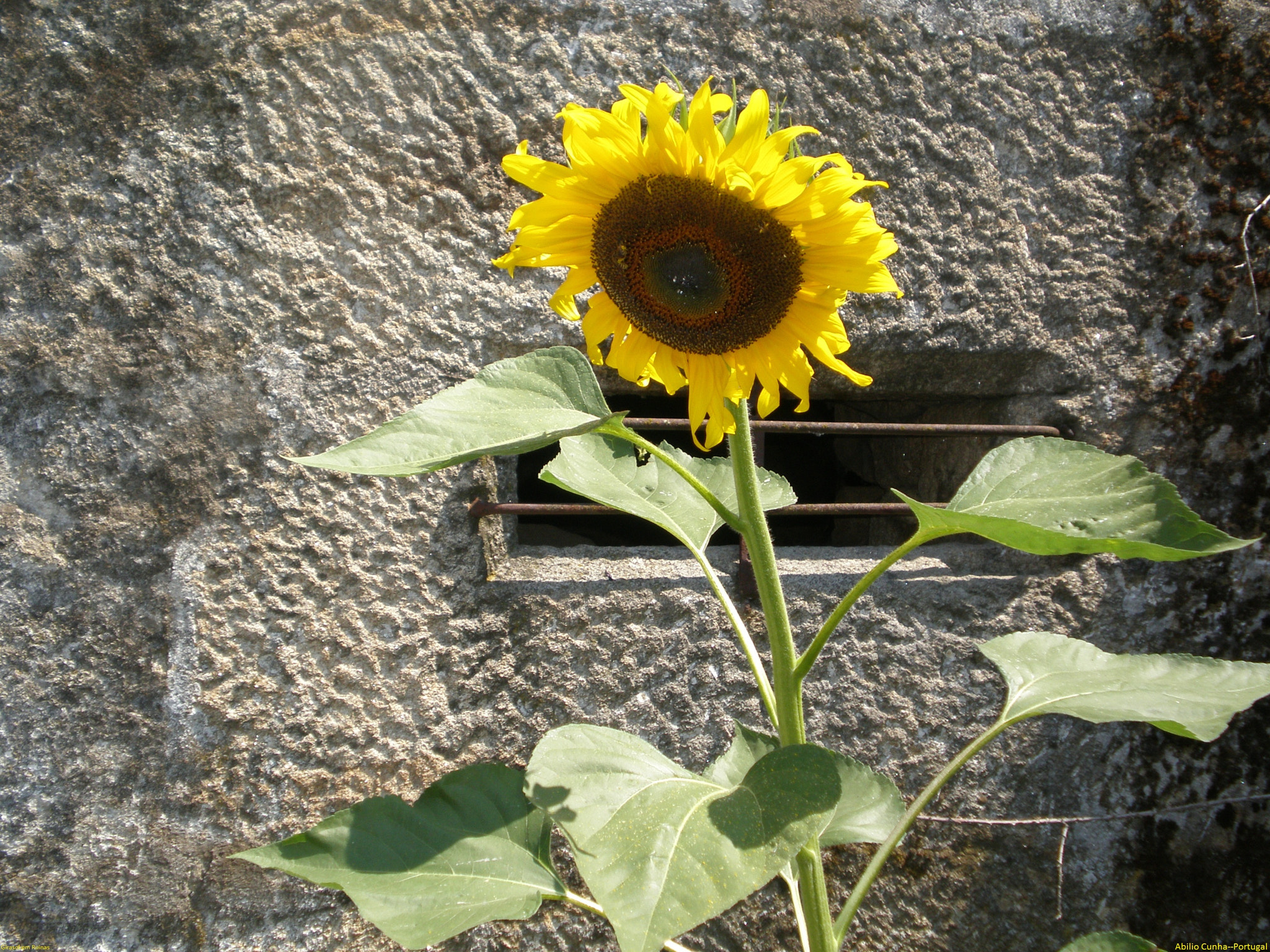 Olympus FE230/X790 sample photo. Girasol nas ruinas da vivenda photography