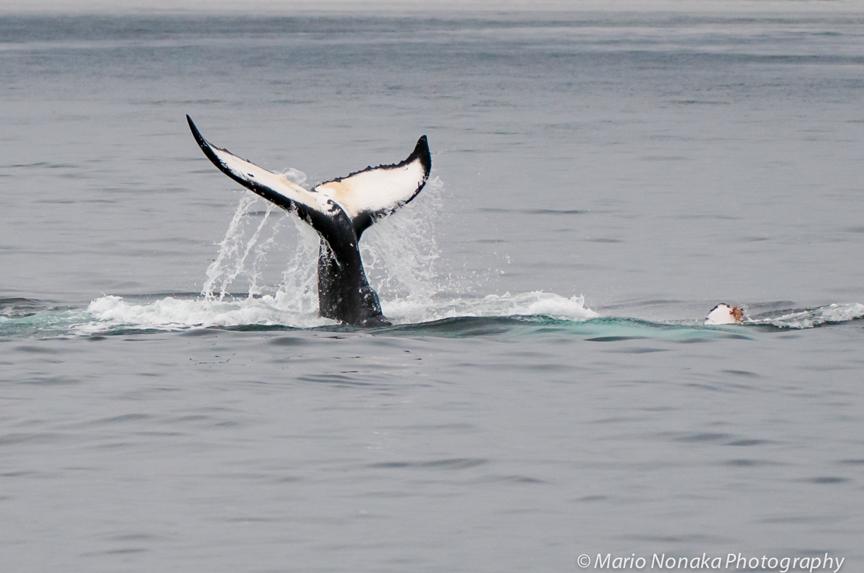 Nikon AF-S Nikkor 200-400mm F4G ED-IF VR sample photo. Diving humpback whale photography