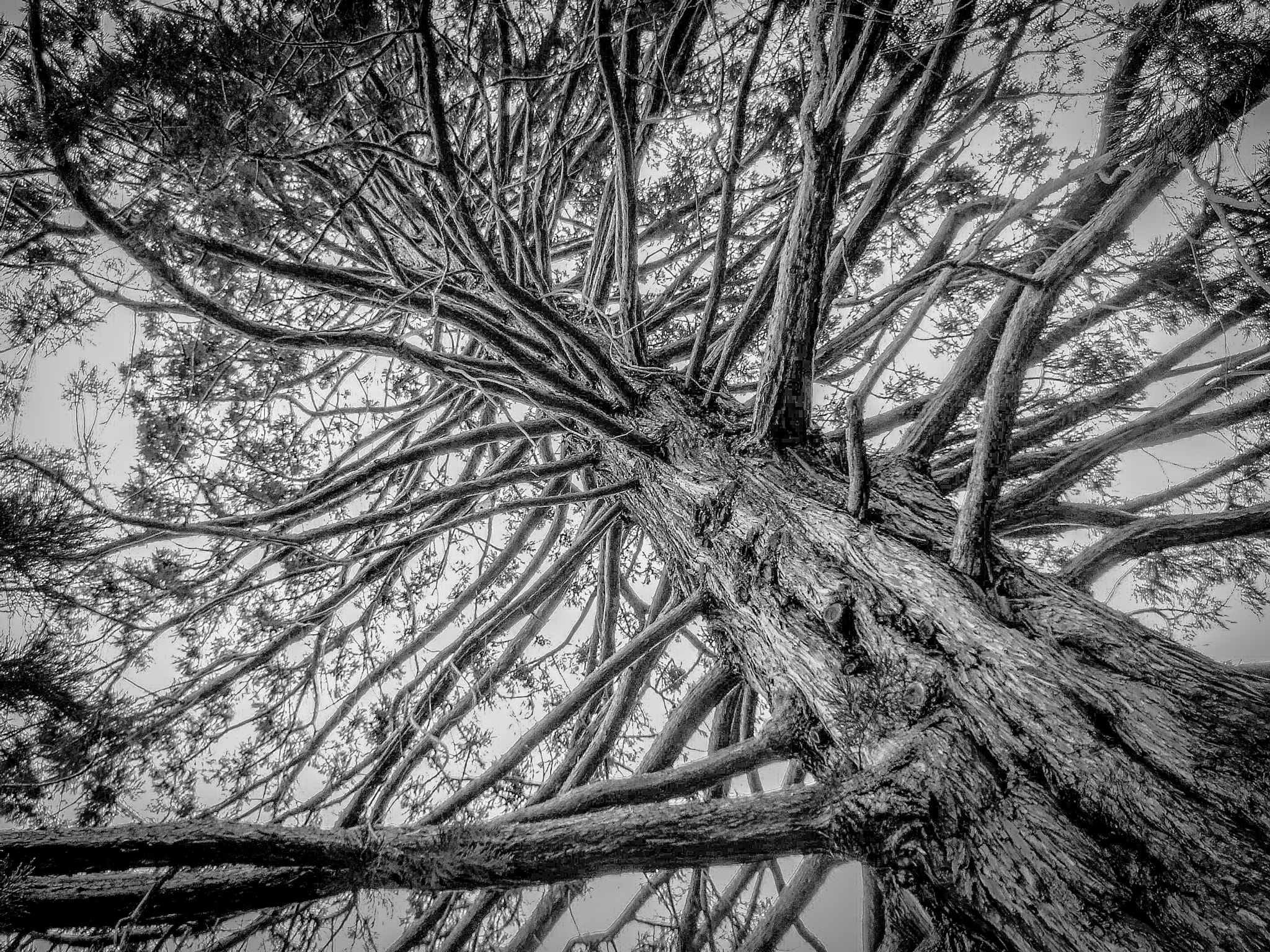 Fujifilm FinePix F30 sample photo. Branches photography