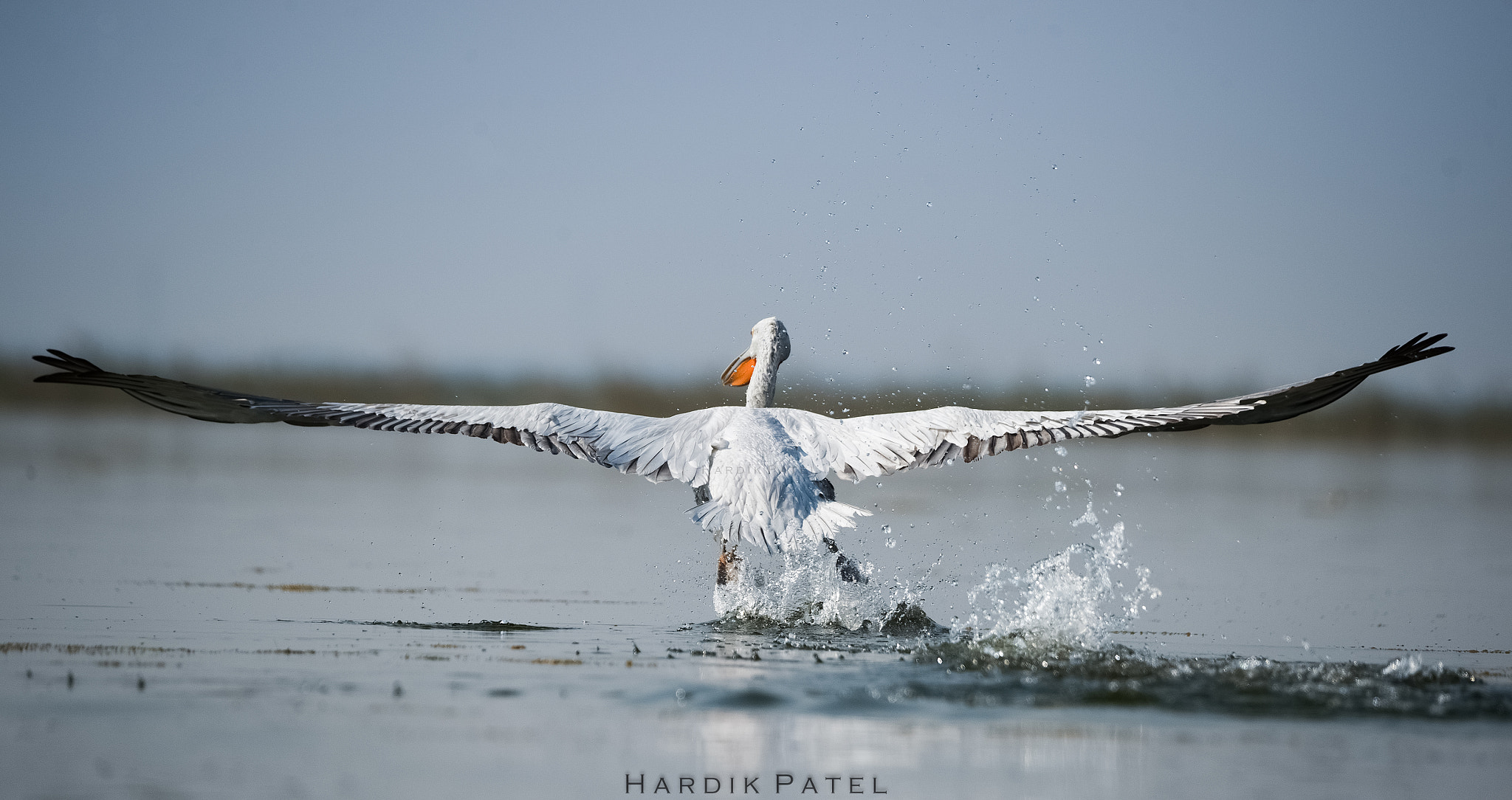 Nikon D4S sample photo. The take off... photography