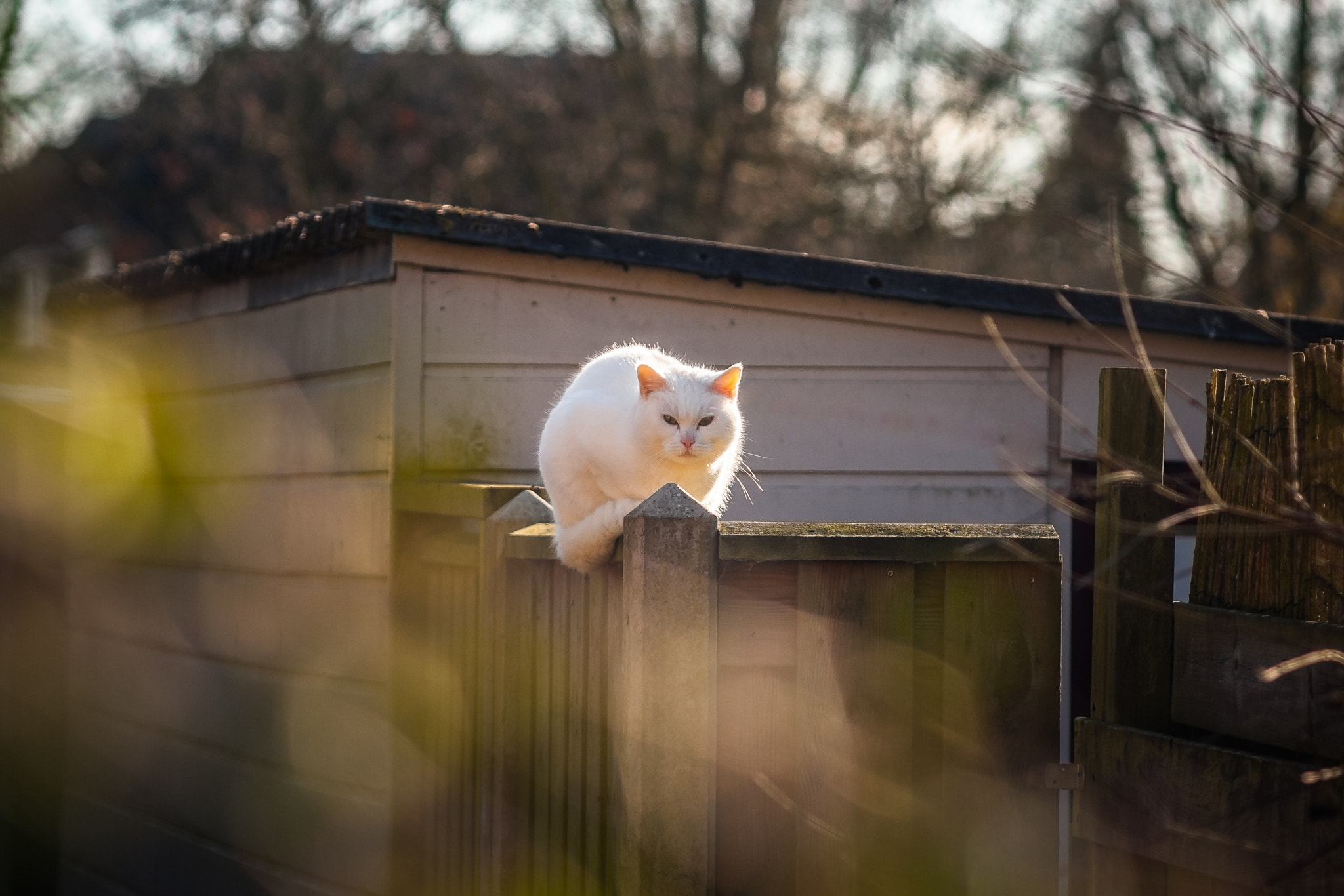 Canon EOS 40D + Canon EF 135mm F2.8 SF sample photo. Neighbours cat. photography