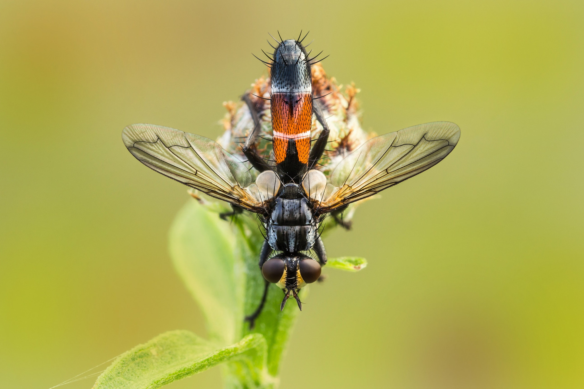 Tamron SP AF 180mm F3.5 Di LD (IF) Macro sample photo. Red fly photography