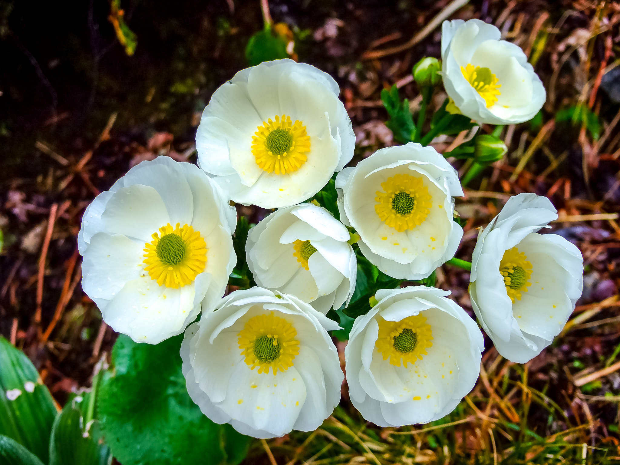 Fujifilm FinePix F30 sample photo. Mount cook lily photography