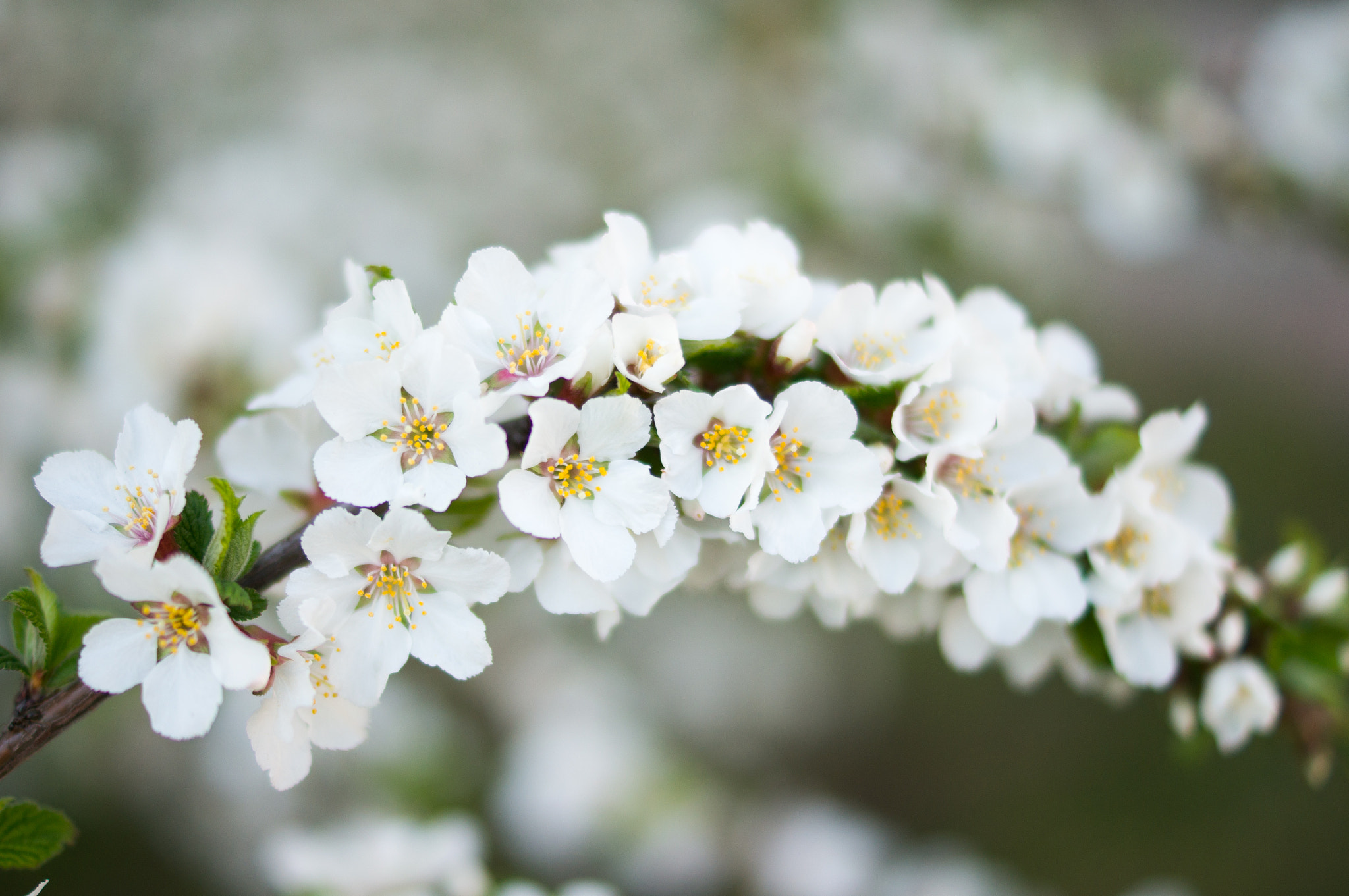Sony Alpha NEX-5R + Sony DT 35mm F1.8 SAM sample photo. Flowers photography