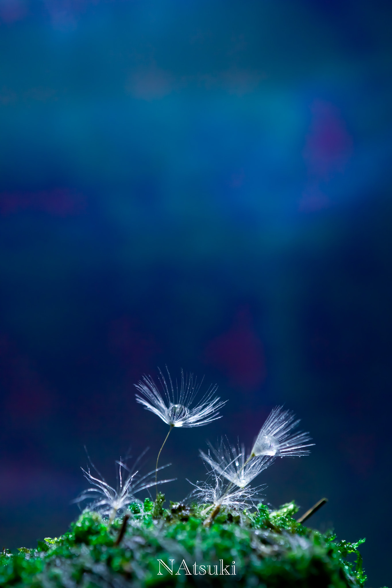 Tamron SP AF 180mm F3.5 Di LD (IF) Macro sample photo. Fluff world photography
