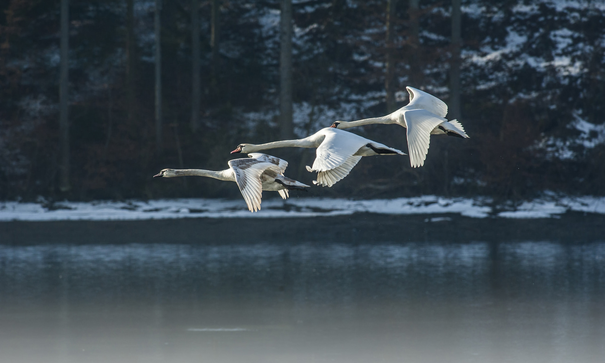 Nikon D700 + Nikon AF-S Nikkor 300mm F4D ED-IF sample photo. Jpn 001 photography