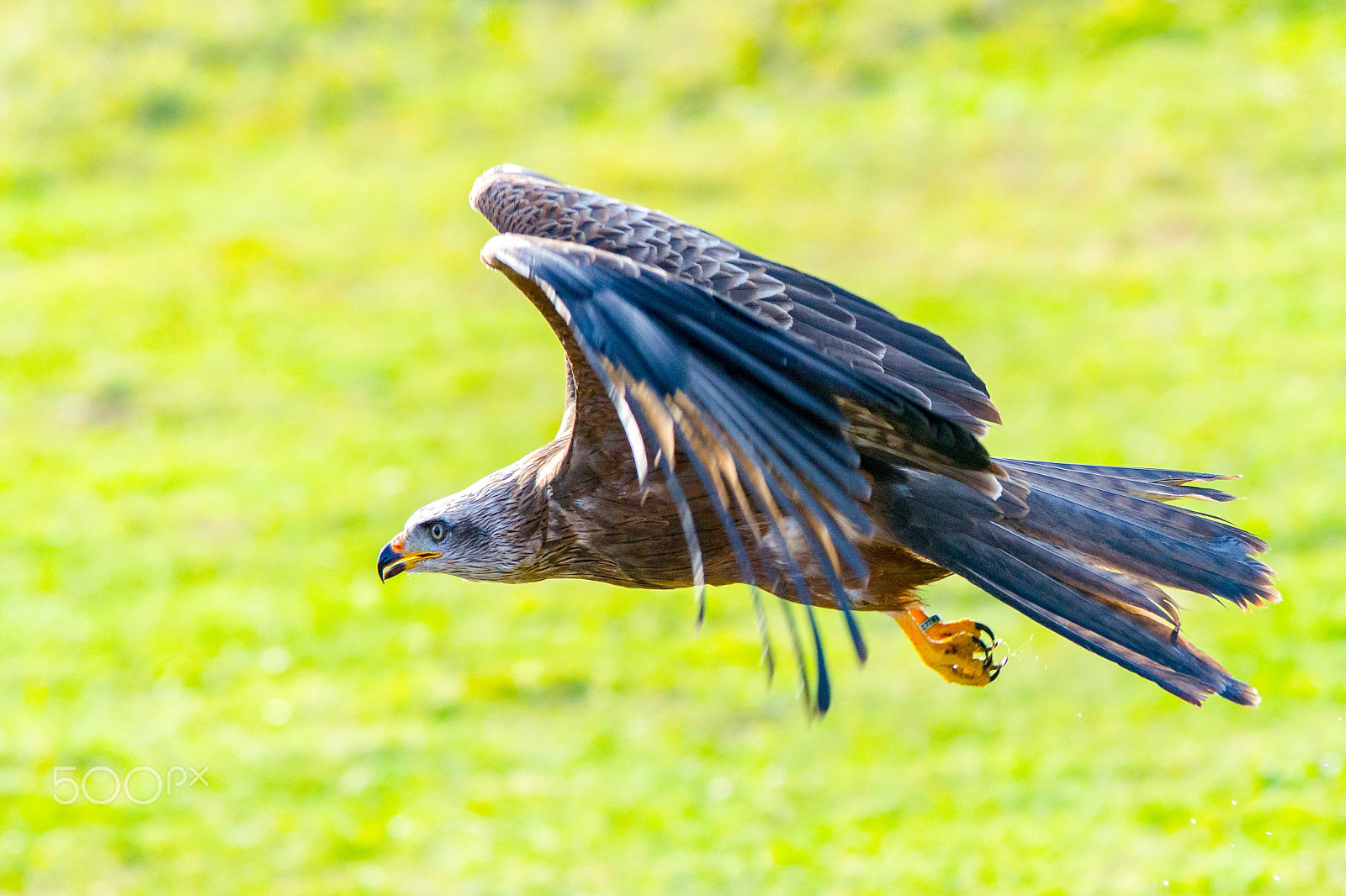 Sigma 70-200mm F2.8 EX DG OS HSM sample photo. Bjp_3905.jpg photography