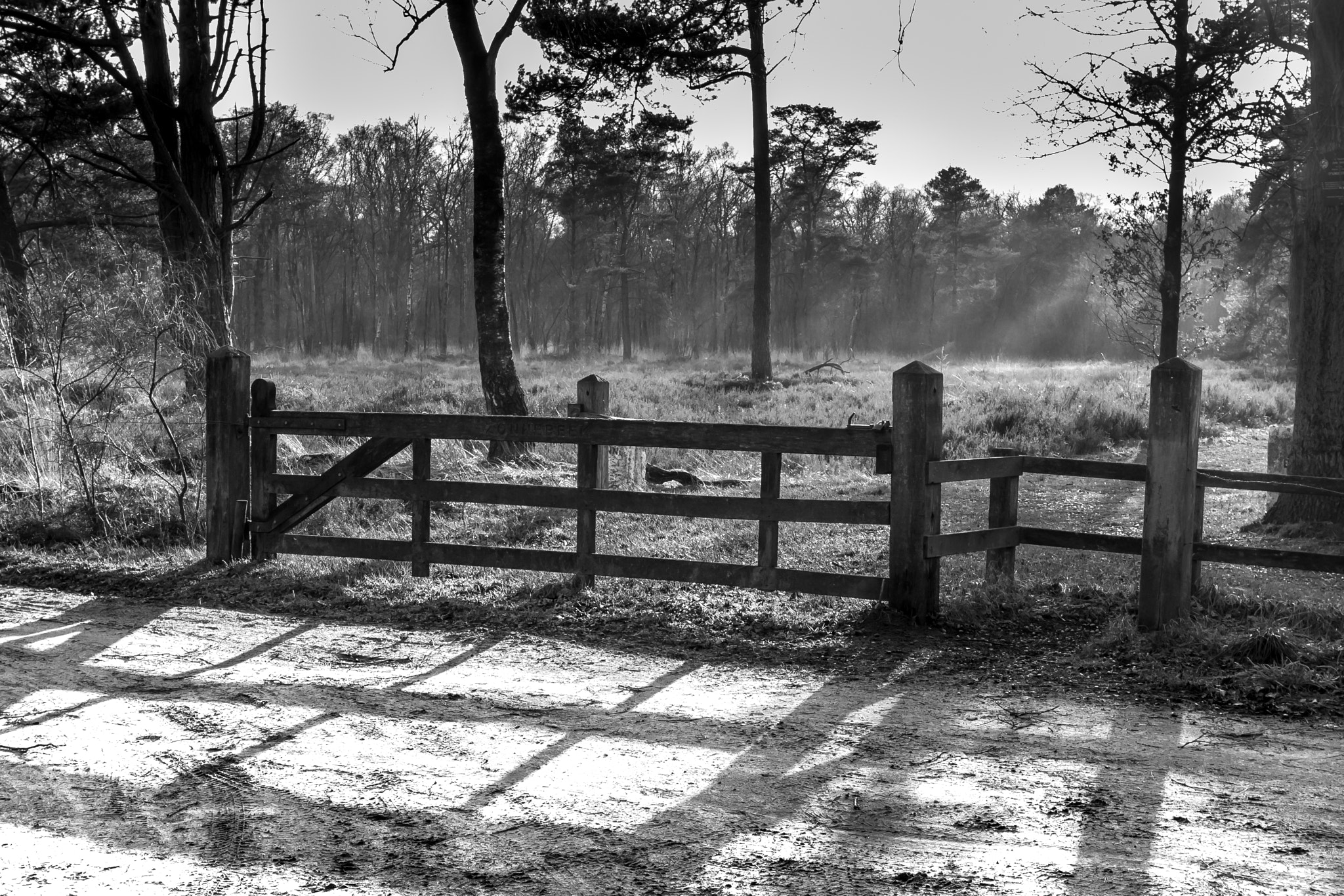Canon EOS 1000D (EOS Digital Rebel XS / EOS Kiss F) sample photo. "low sun and shadows..." photography