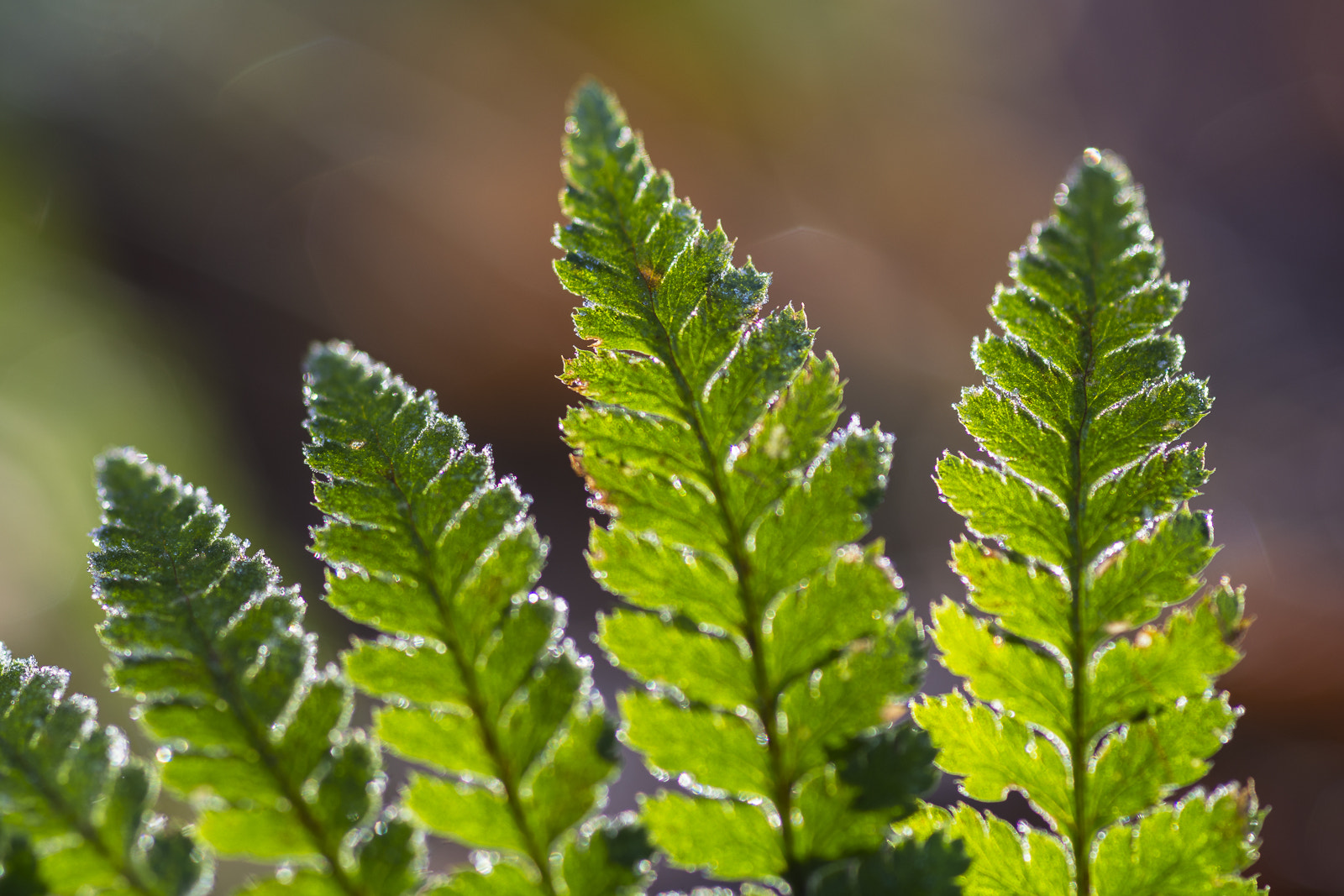 Nikon D7200 + Sigma 105mm F2.8 EX DG Macro sample photo. Almost spring photography