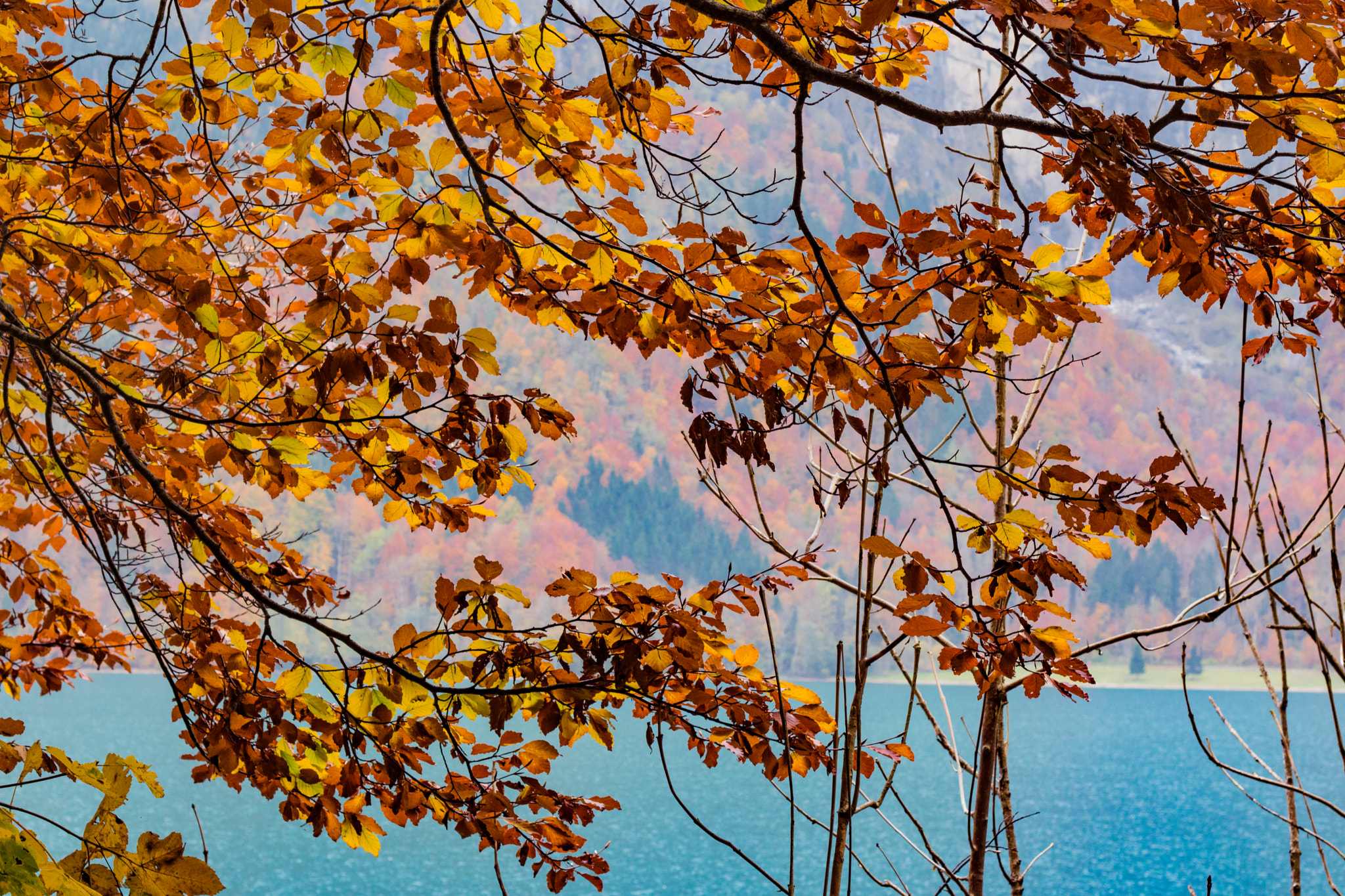 Canon EOS 760D (EOS Rebel T6s / EOS 8000D) + Canon EF 50mm F1.8 II sample photo. Autumn leafs photography