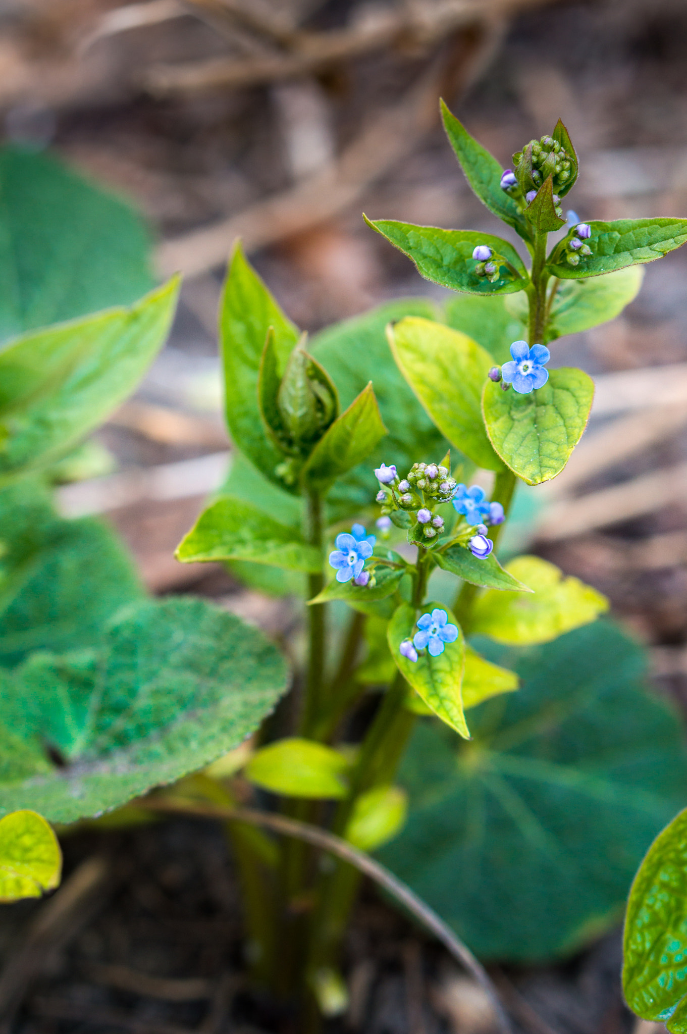 Sony Alpha NEX-3N + E 50mm F1.8 OSS sample photo. Flower photography