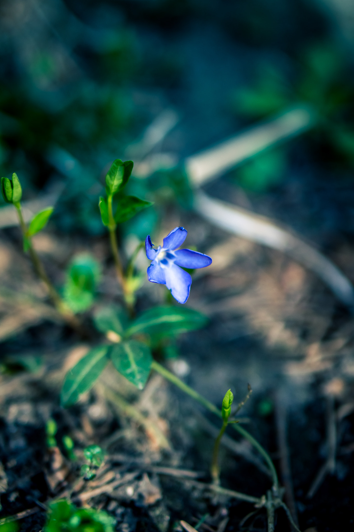 Sony Alpha NEX-3N + E 50mm F1.8 OSS sample photo. Periwinkle photography