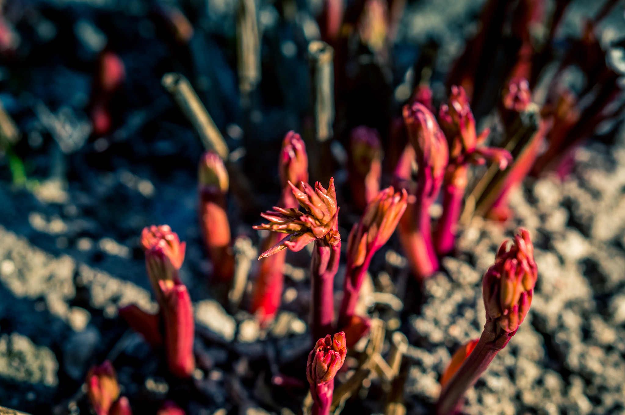 Sony Alpha NEX-3N + E 50mm F1.8 OSS sample photo. Plant photography