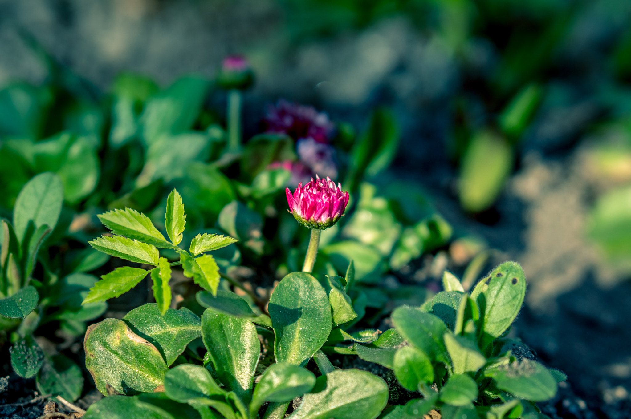 Sony Alpha NEX-3N + E 50mm F1.8 OSS sample photo. Daisy photography
