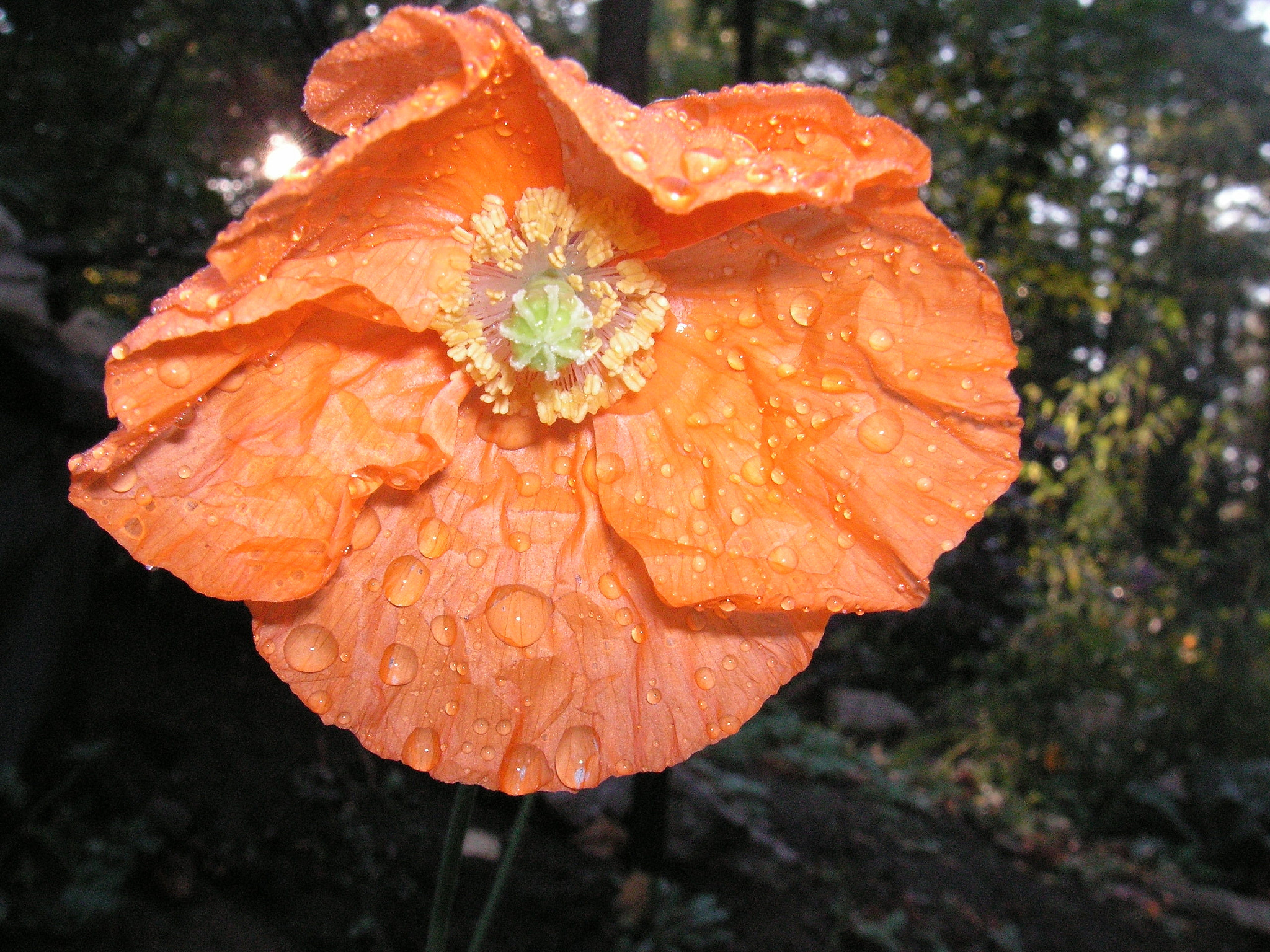 KONICA MINOLTA DiMAGE X60 sample photo. After rain photography