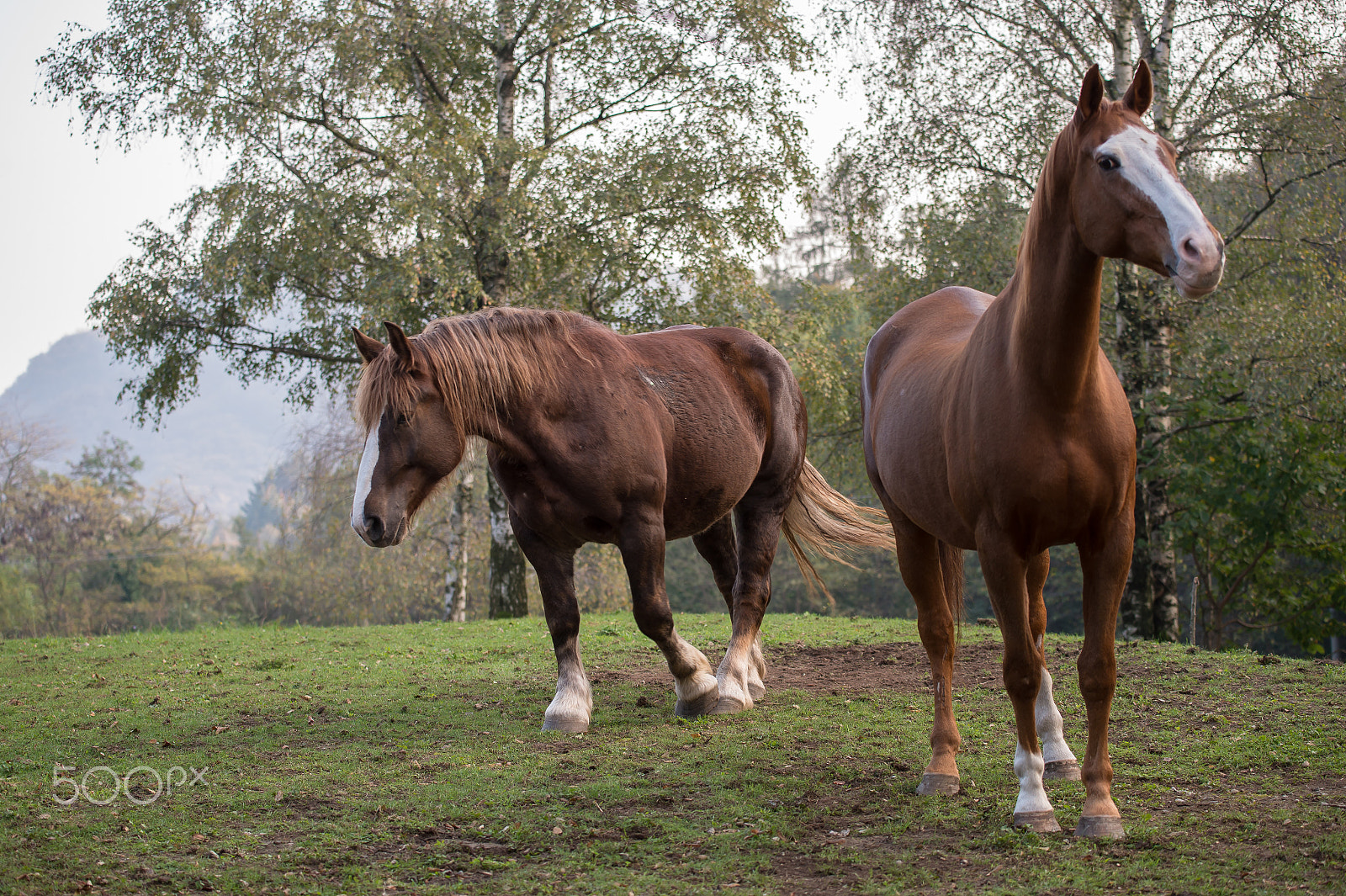 Nikon AF-S Nikkor 70-200mm F4G ED VR sample photo. Couple horses2 photography