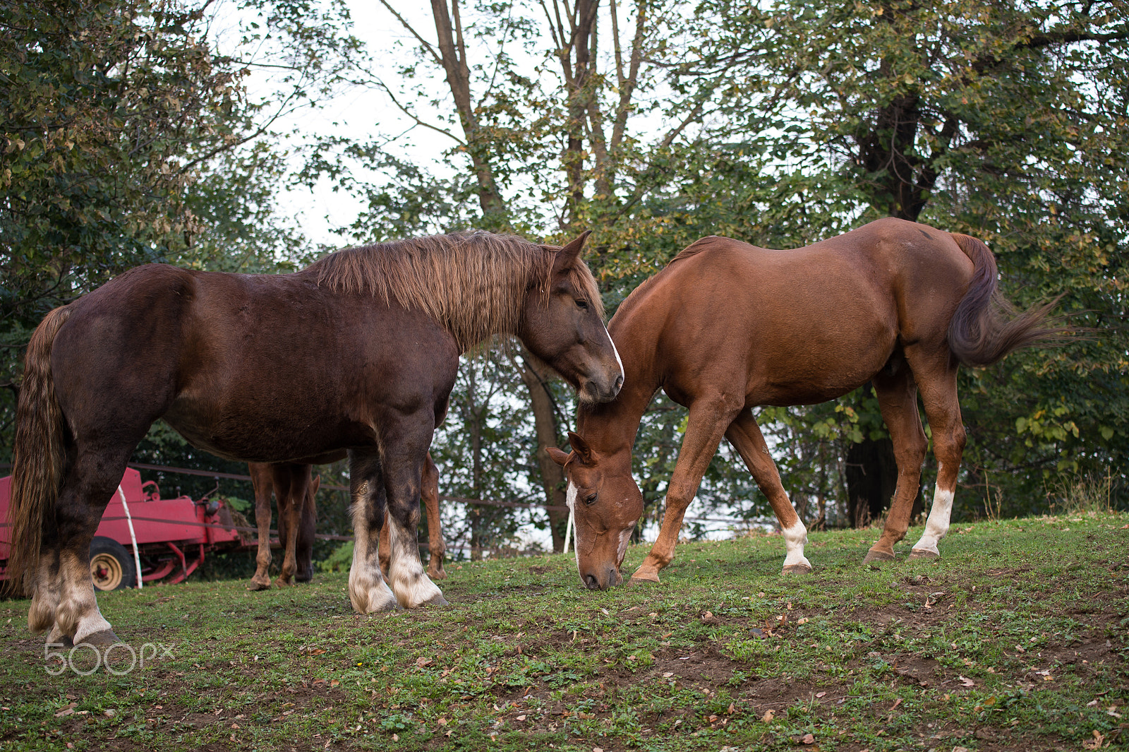 Nikon AF-S Nikkor 70-200mm F4G ED VR sample photo. Couple horses photography