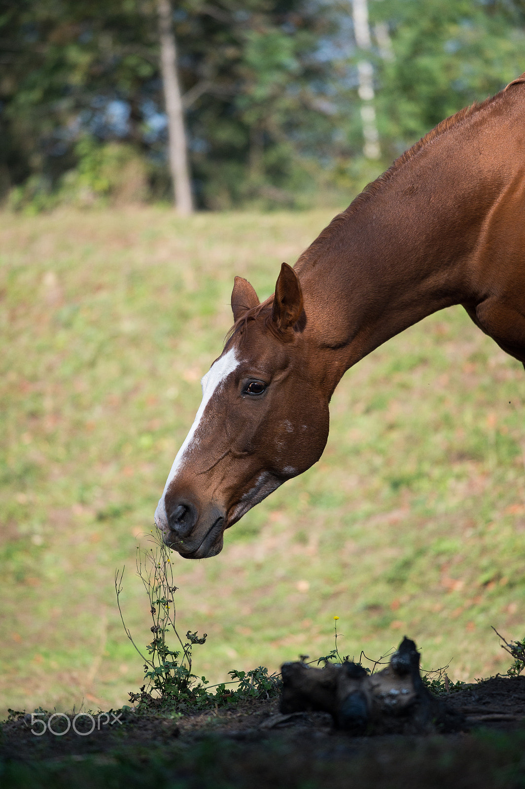 Nikon AF-S Nikkor 70-200mm F4G ED VR sample photo. Horses life2 photography