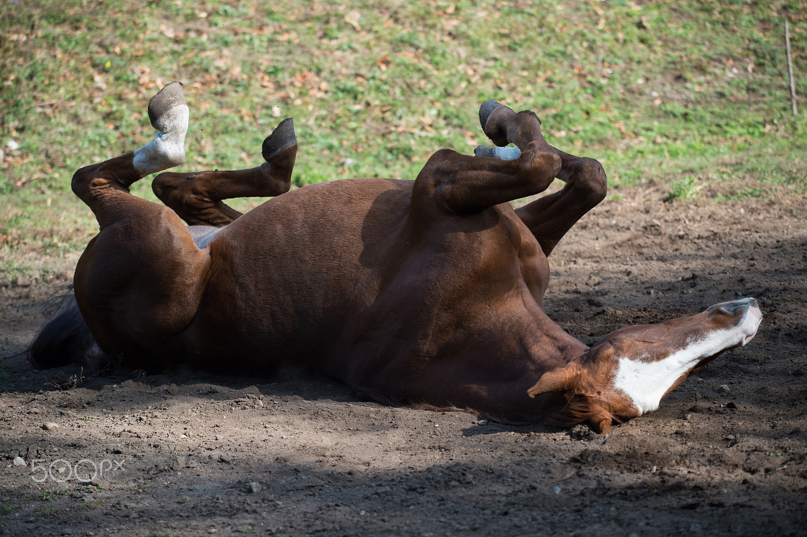 Nikon AF-S Nikkor 70-200mm F4G ED VR sample photo. Horses life1 photography