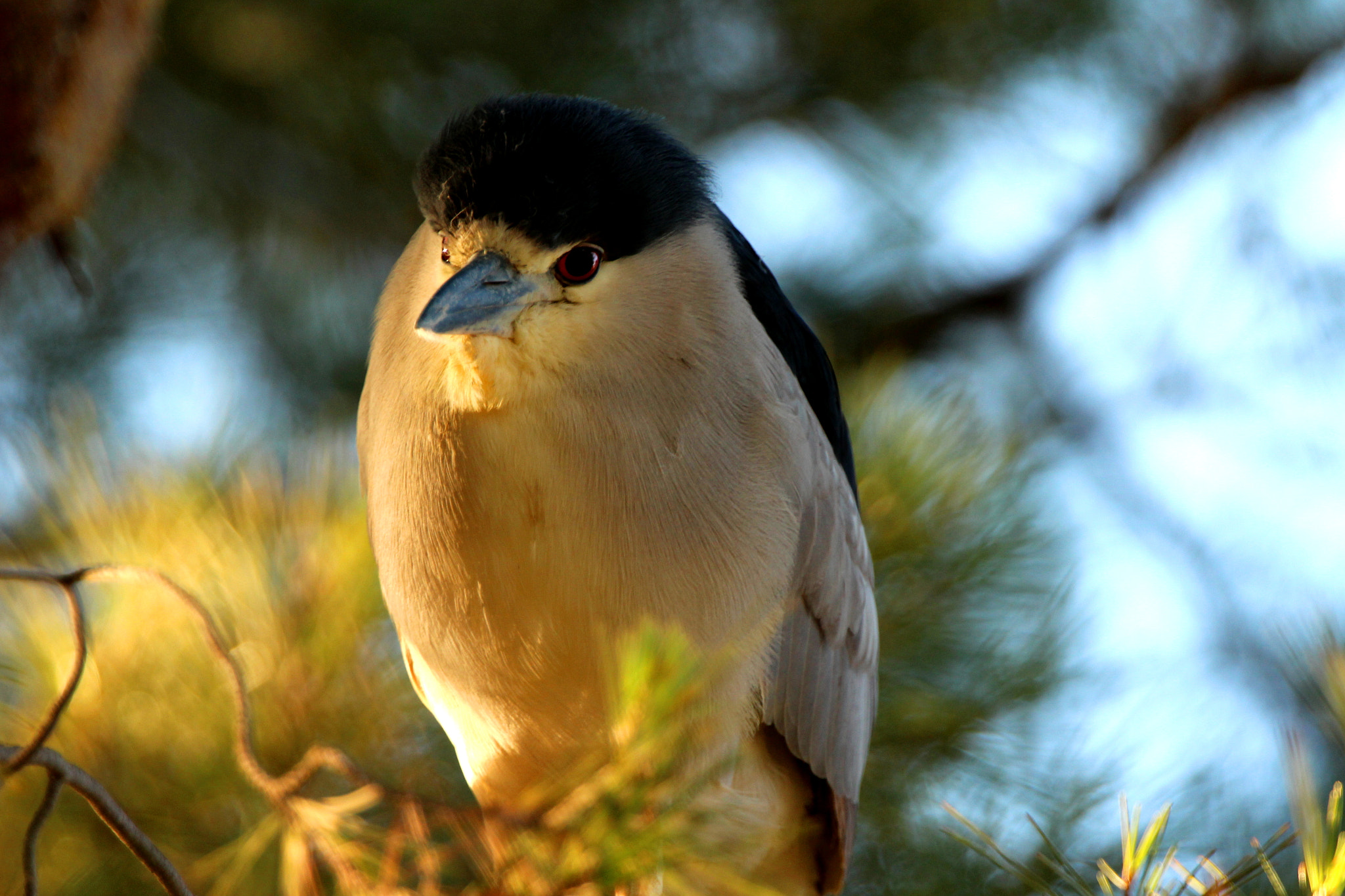 Canon EF 70-200mm F2.8L IS II USM sample photo. Night heron photography