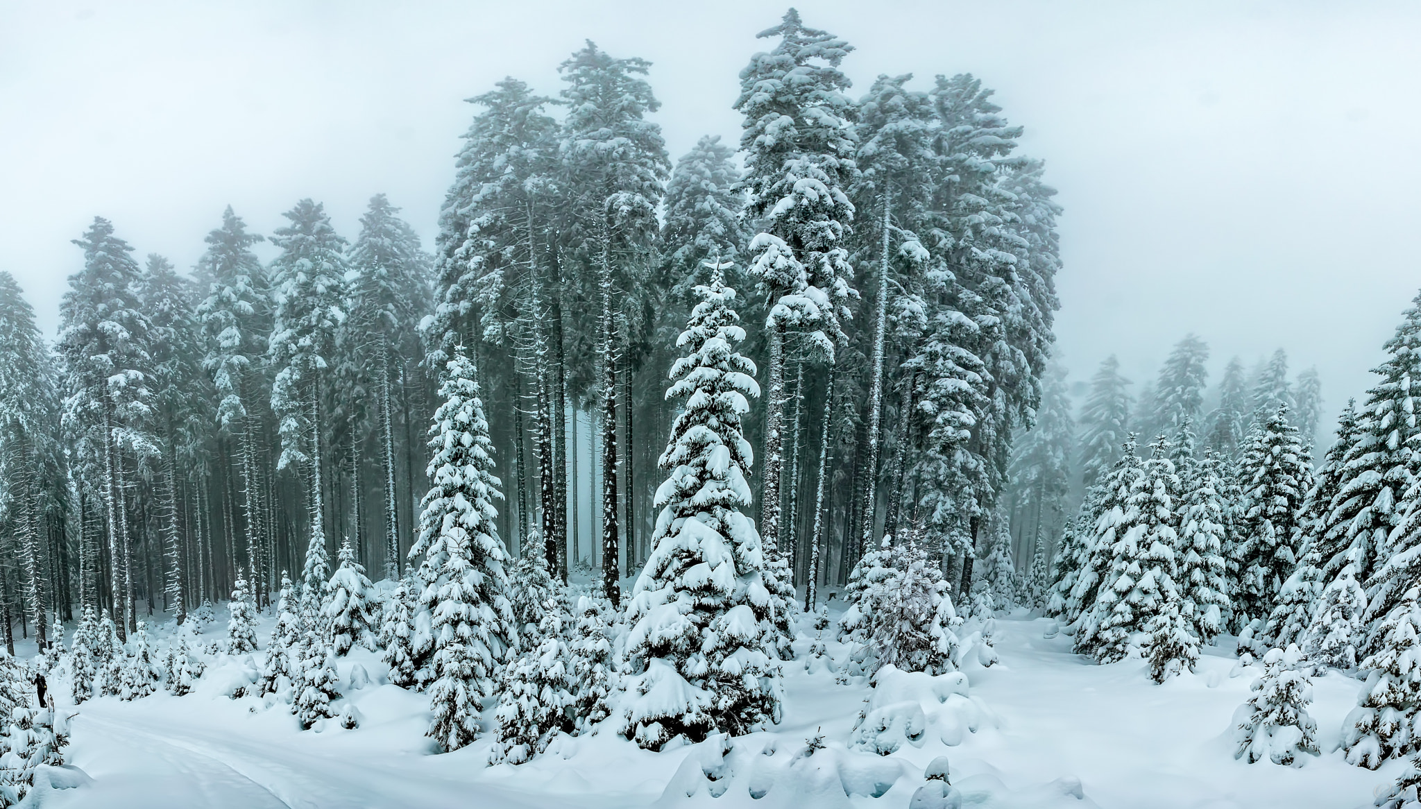 Sony a7 II + Sony E 16mm F2.8 sample photo. Winter awakening photography