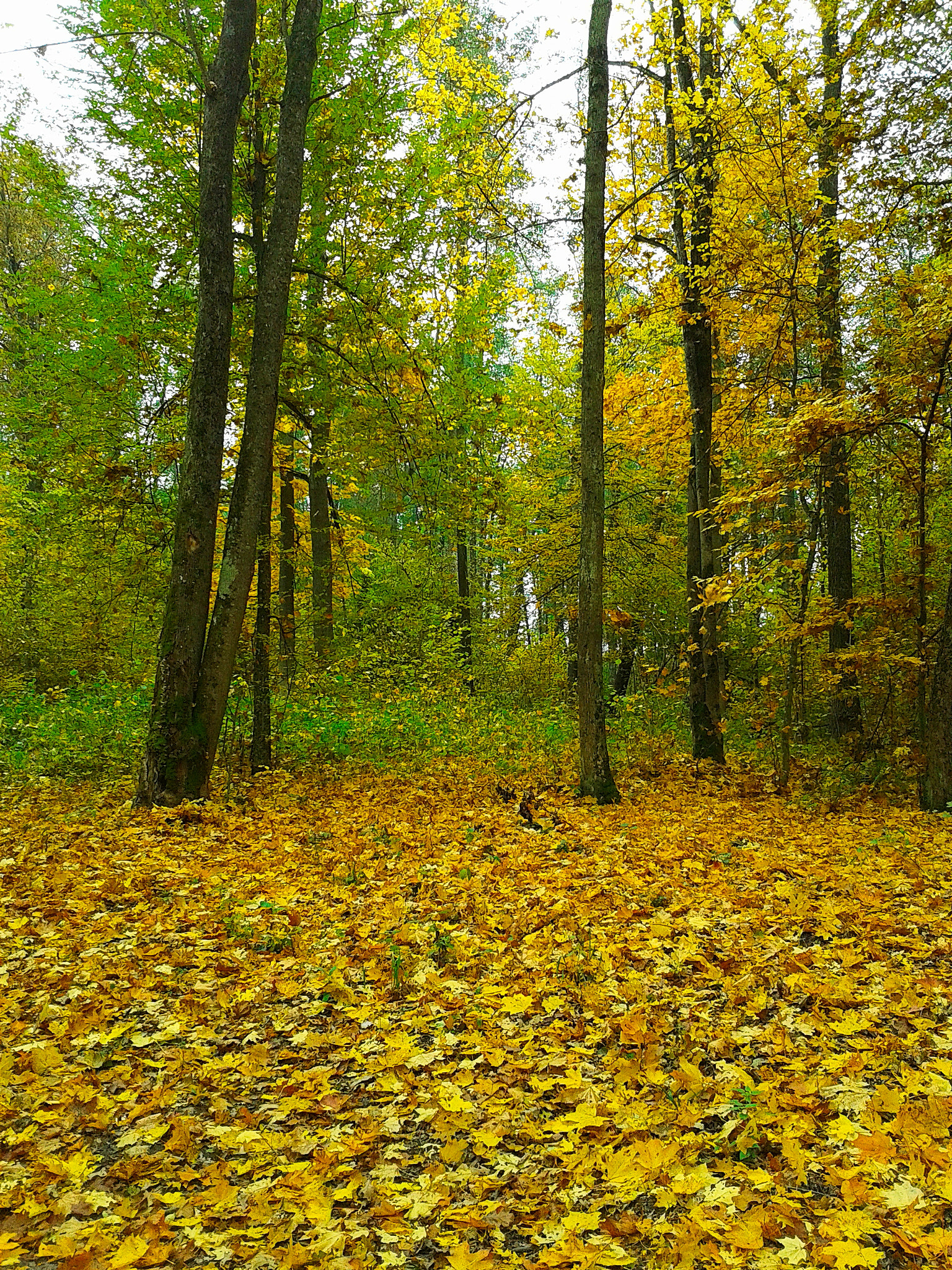 Samsung Galaxy Fame sample photo. Осень в лесу / the autumn in the forest photography