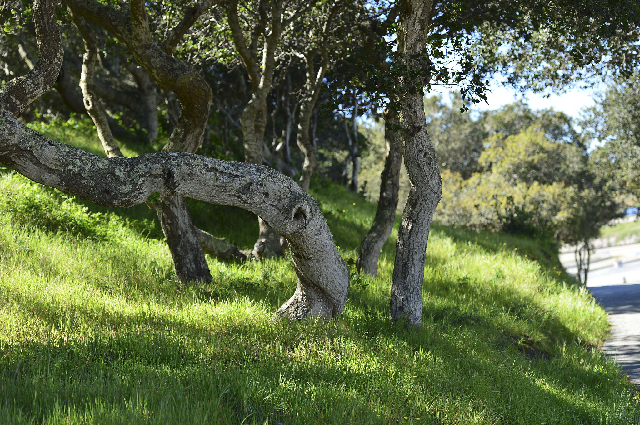 Sigma 50mm F2.8 EX DG Macro sample photo. My last american bike tour photography