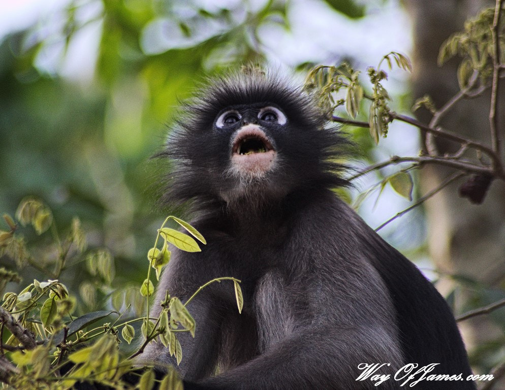 Sigma 70-300mm F4-5.6 APO DG Macro sample photo. Monkey look photography