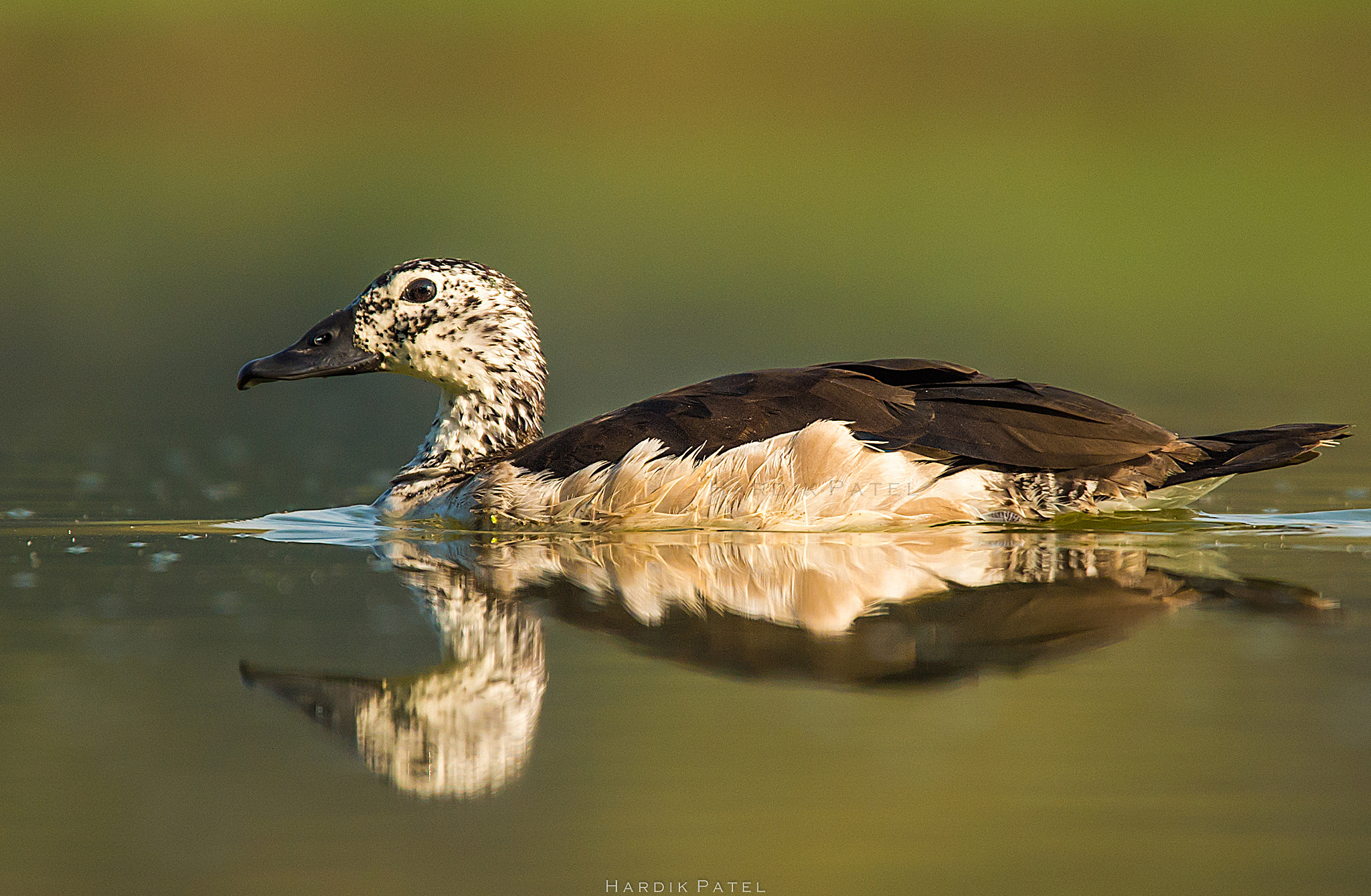 Nikon D4S sample photo. Comb duck.. photography