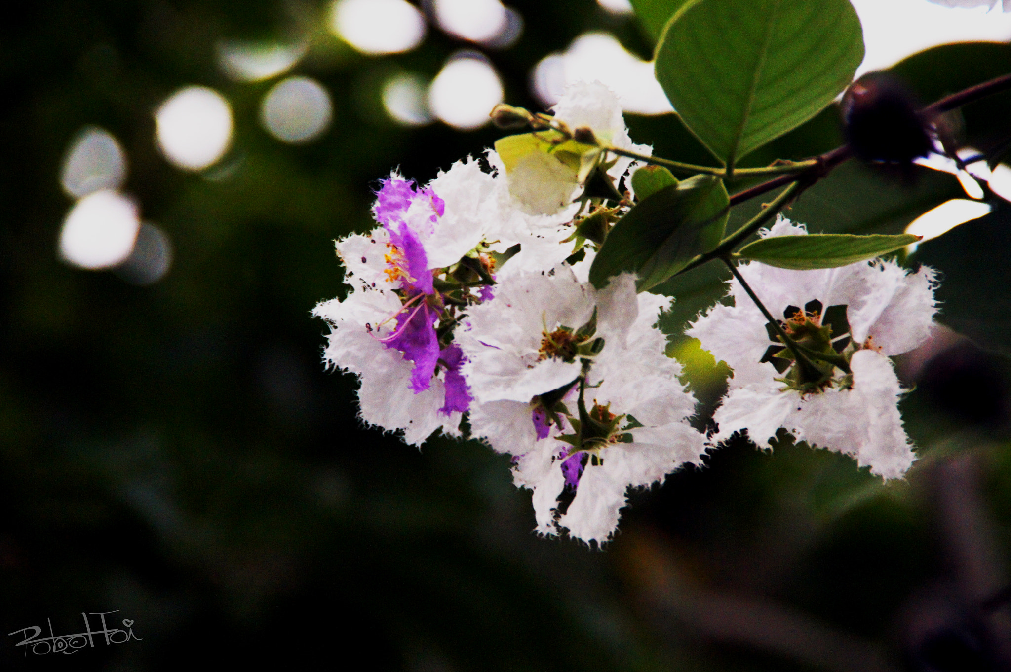 Sony SLT-A33 sample photo. Sweet smile flower no-1 photography