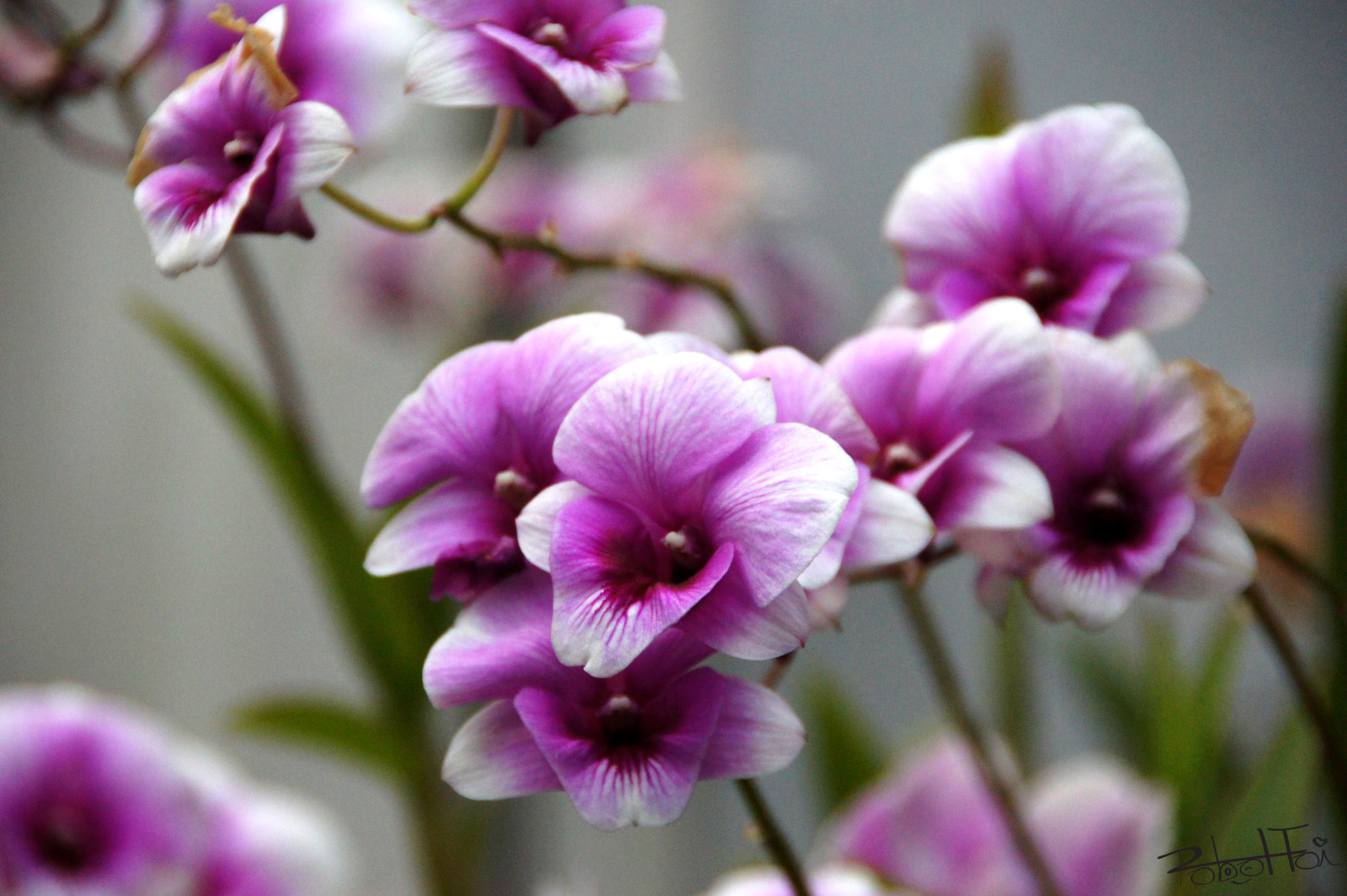 Sony SLT-A33 sample photo. Sweet smile flower no-2 photography