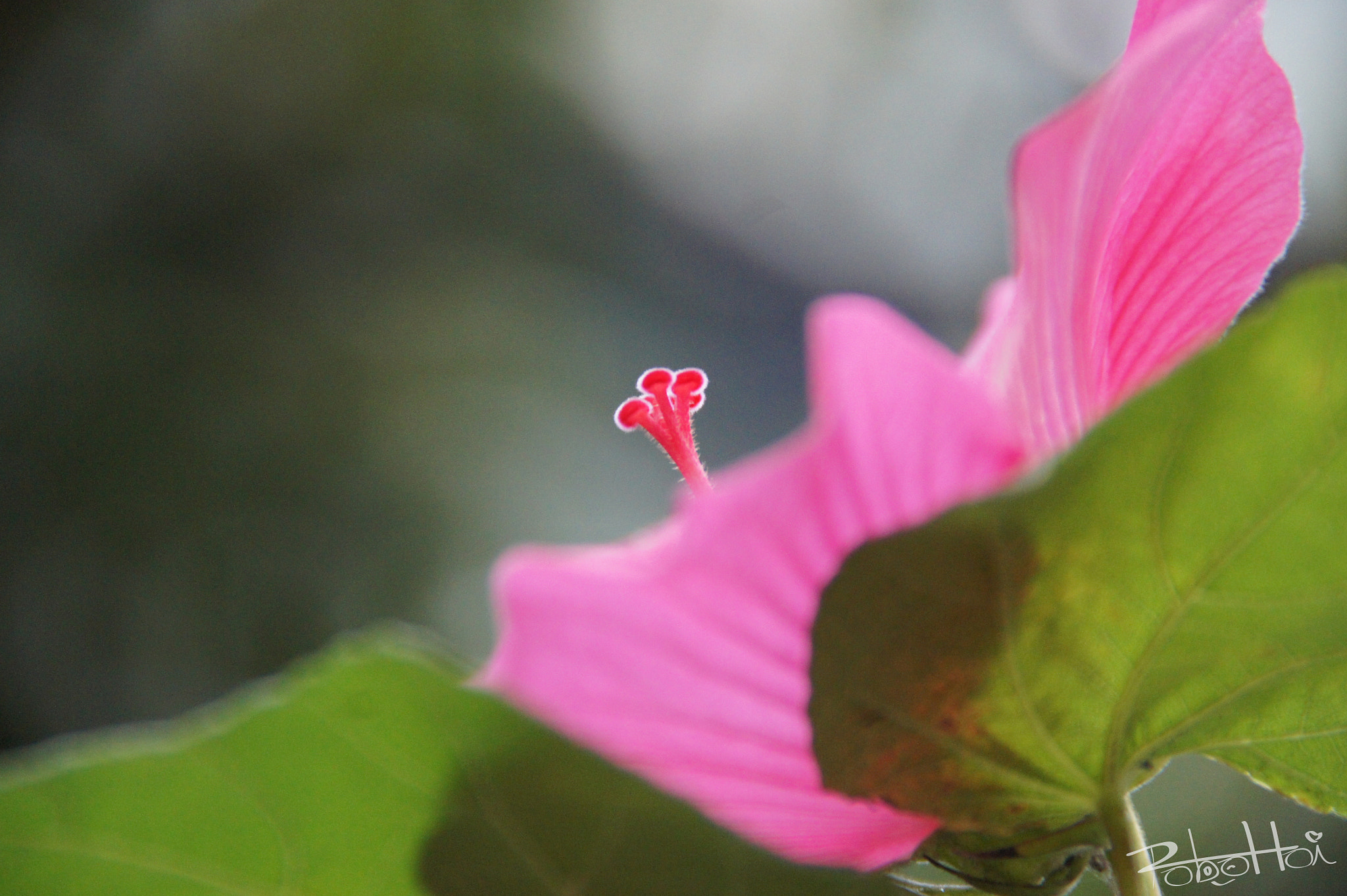 Sony SLT-A33 sample photo. Sweet smile flower no-3 photography