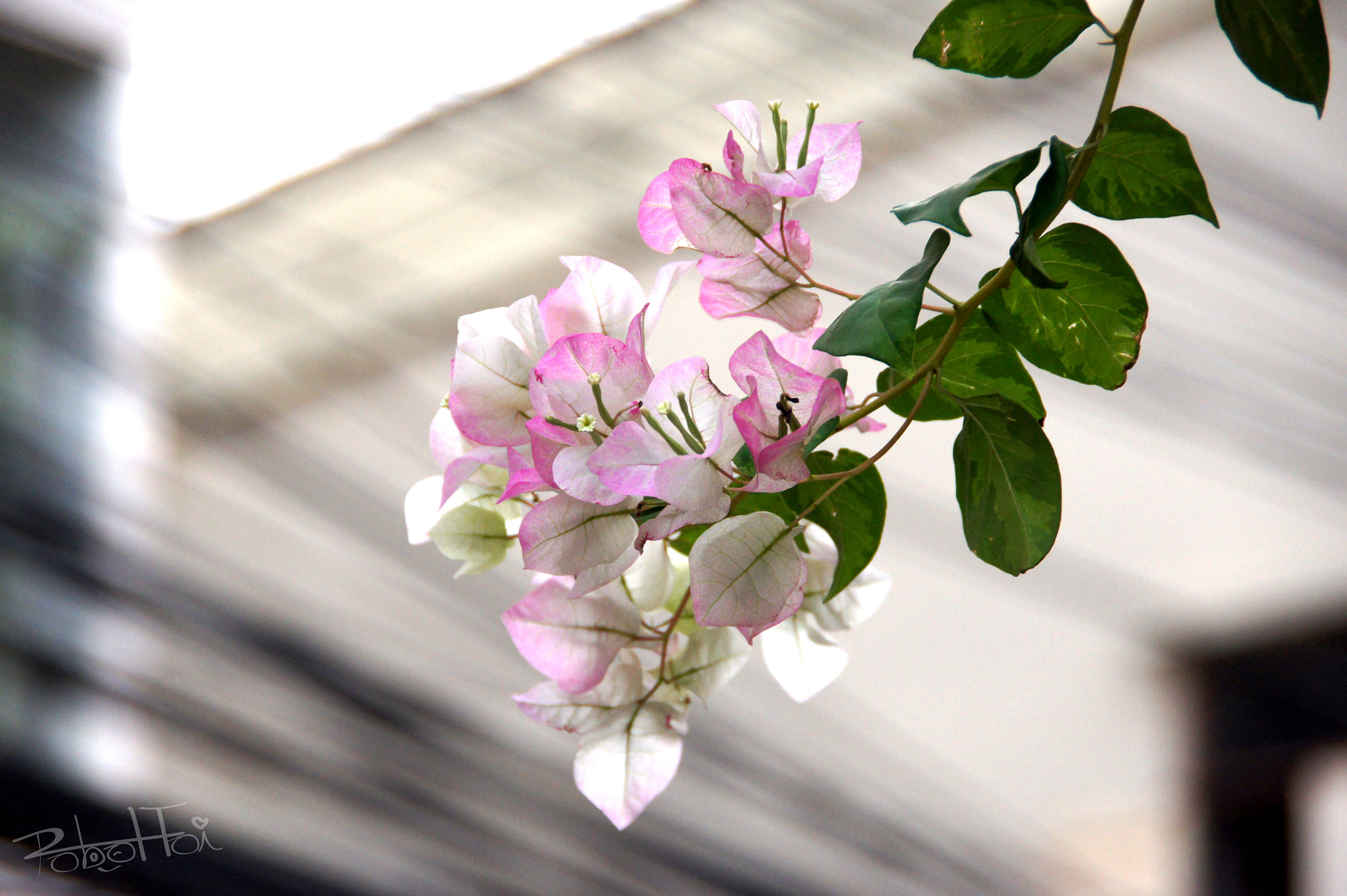 Sony SLT-A33 sample photo. Sweet smile flower no-4 photography