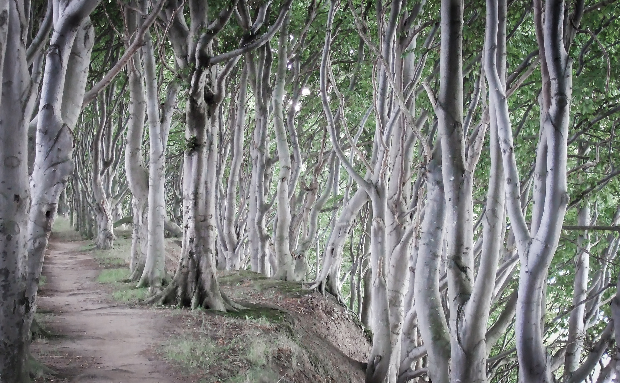 Fujifilm FinePix F30 sample photo. Trees photography