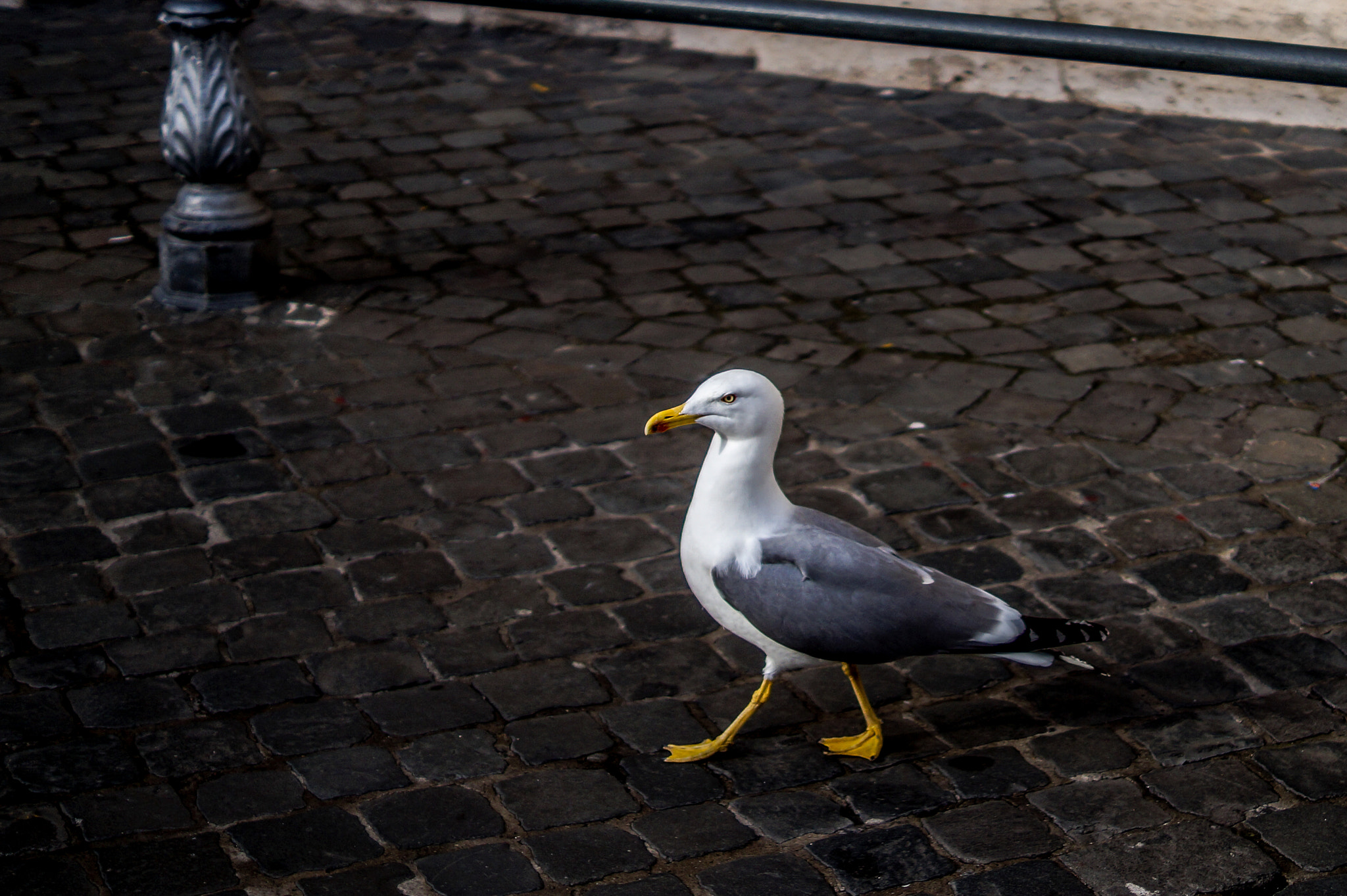 Sony SLT-A58 + Sony DT 35mm F1.8 SAM sample photo. Seagull photography