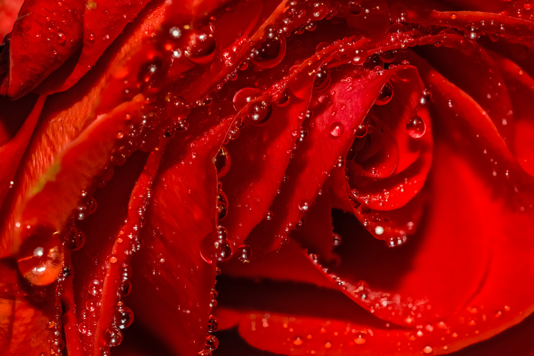 Sigma 150mm f/2.8 EX DG OS HSM APO Macro sample photo. Drops on a rose photography