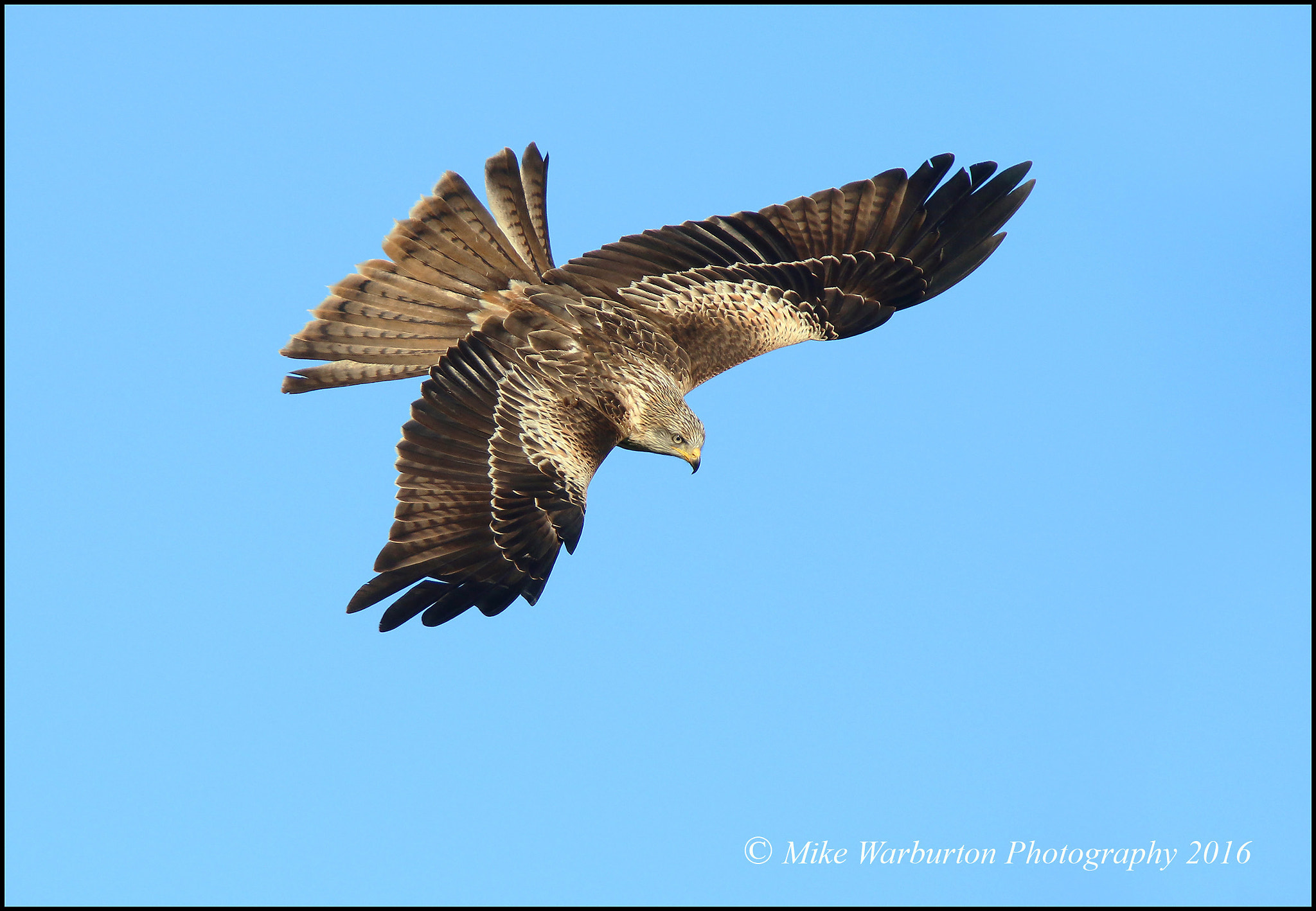 Sigma 50-500mm f/4-6.3 APO HSM EX sample photo. Red kite (juvenile) photography