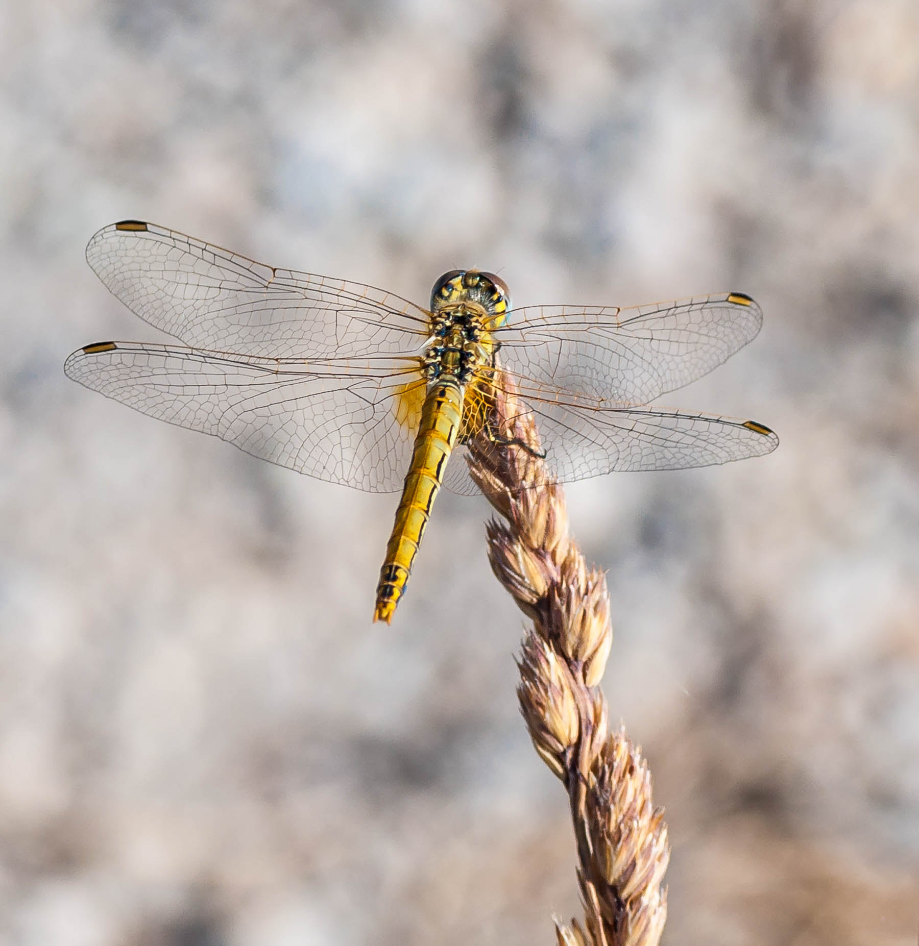 Pentax K-7 + Tamron SP AF 90mm F2.8 Di Macro sample photo. Firefly photography