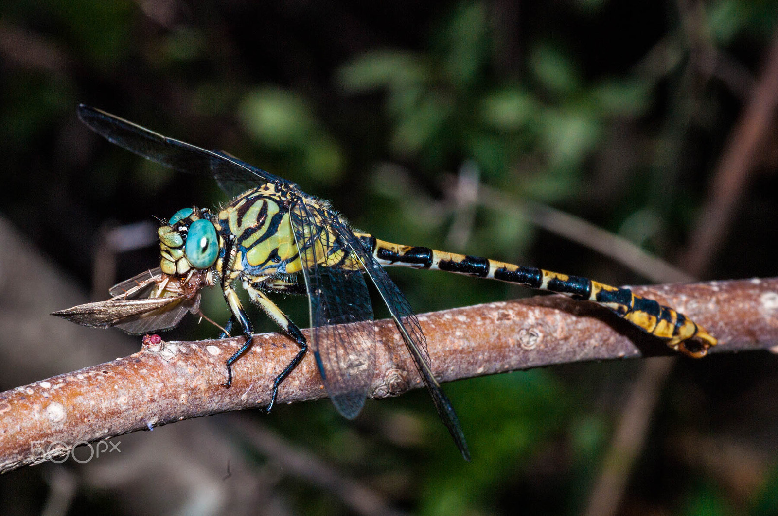 Pentax K-7 + Tamron SP AF 90mm F2.8 Di Macro sample photo. Libelle photography