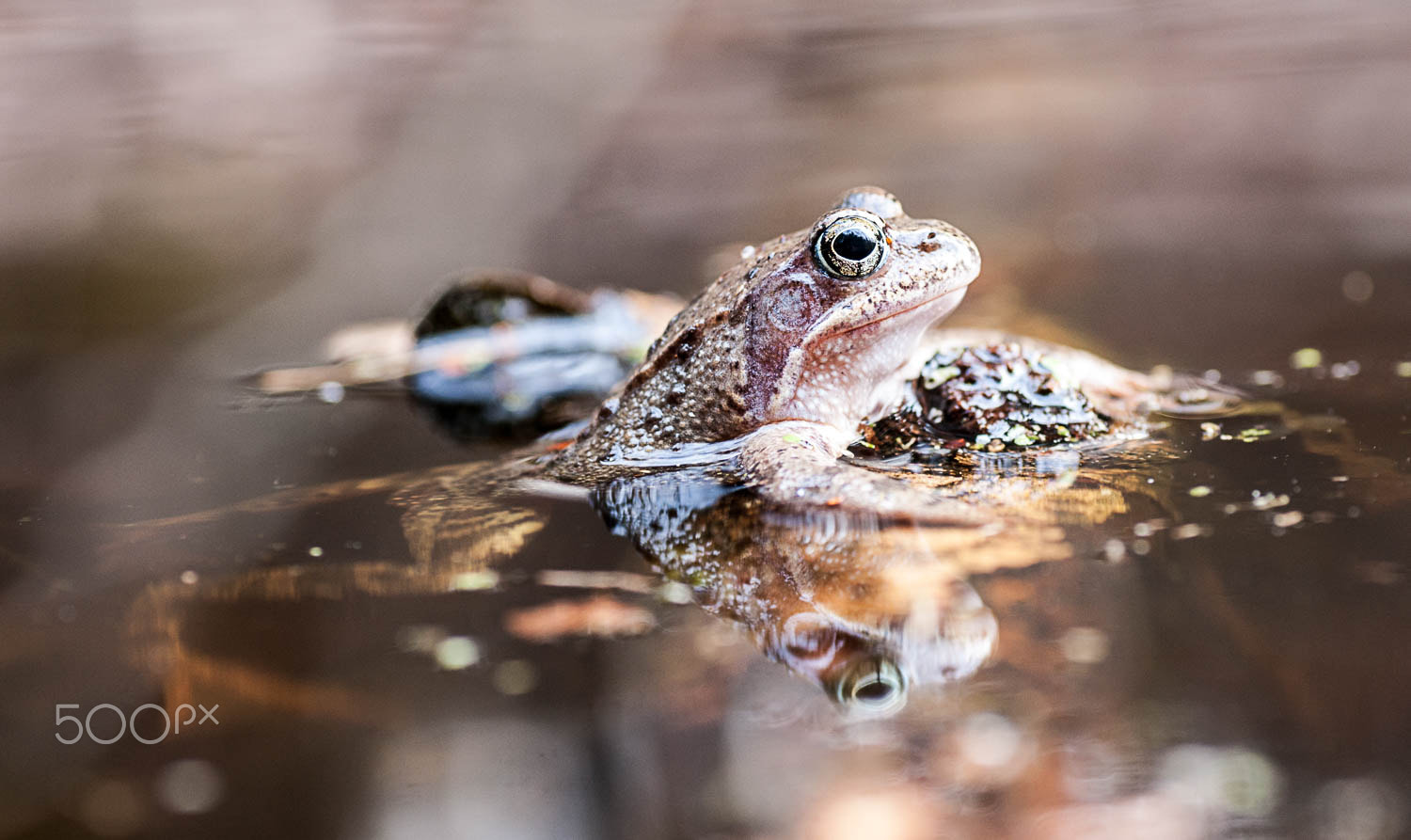 Pentax K-7 + Tamron SP AF 90mm F2.8 Di Macro sample photo. Frog photography