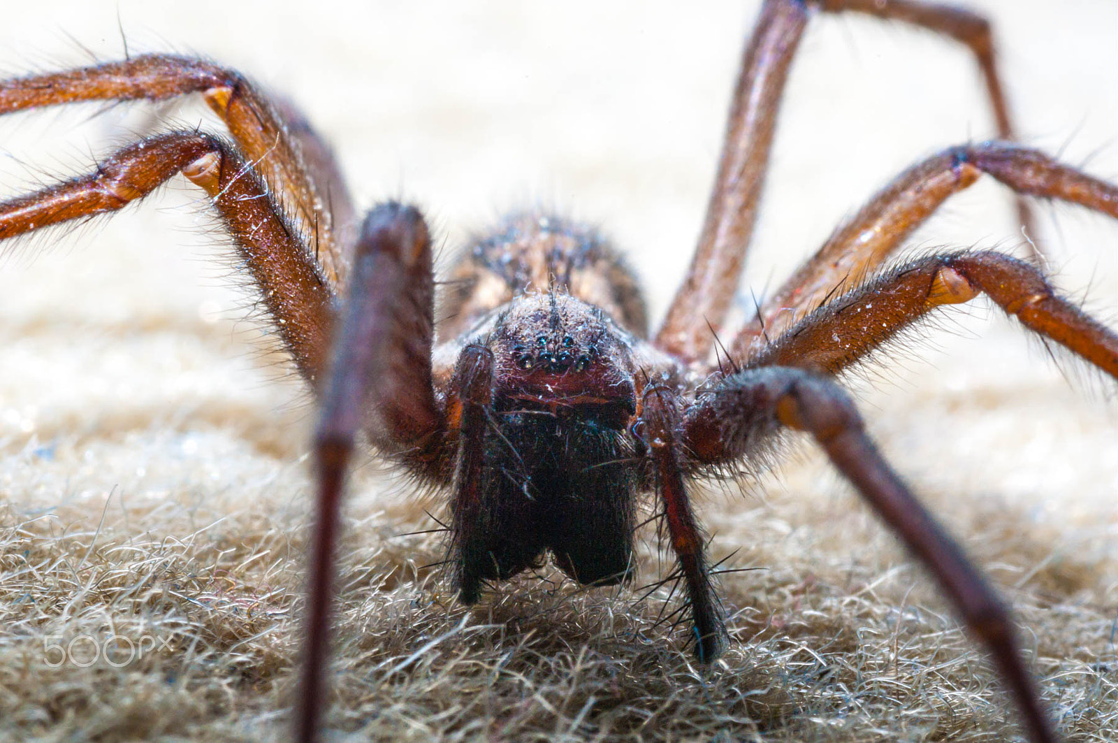 Pentax K-7 + Tamron SP AF 90mm F2.8 Di Macro sample photo. Spider photography