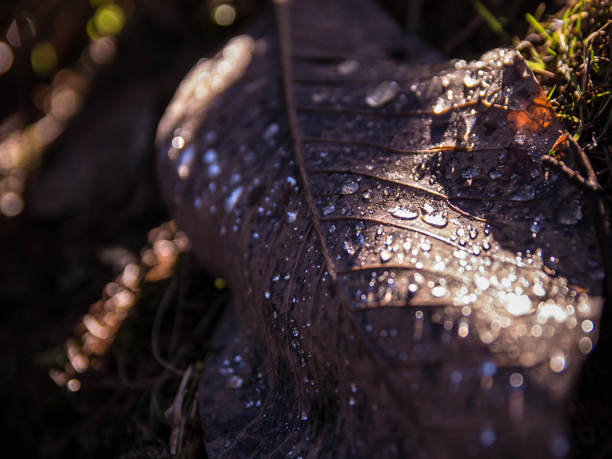 Sigma 17-50mm F2.8 EX DC HSM sample photo. Morning dew photography