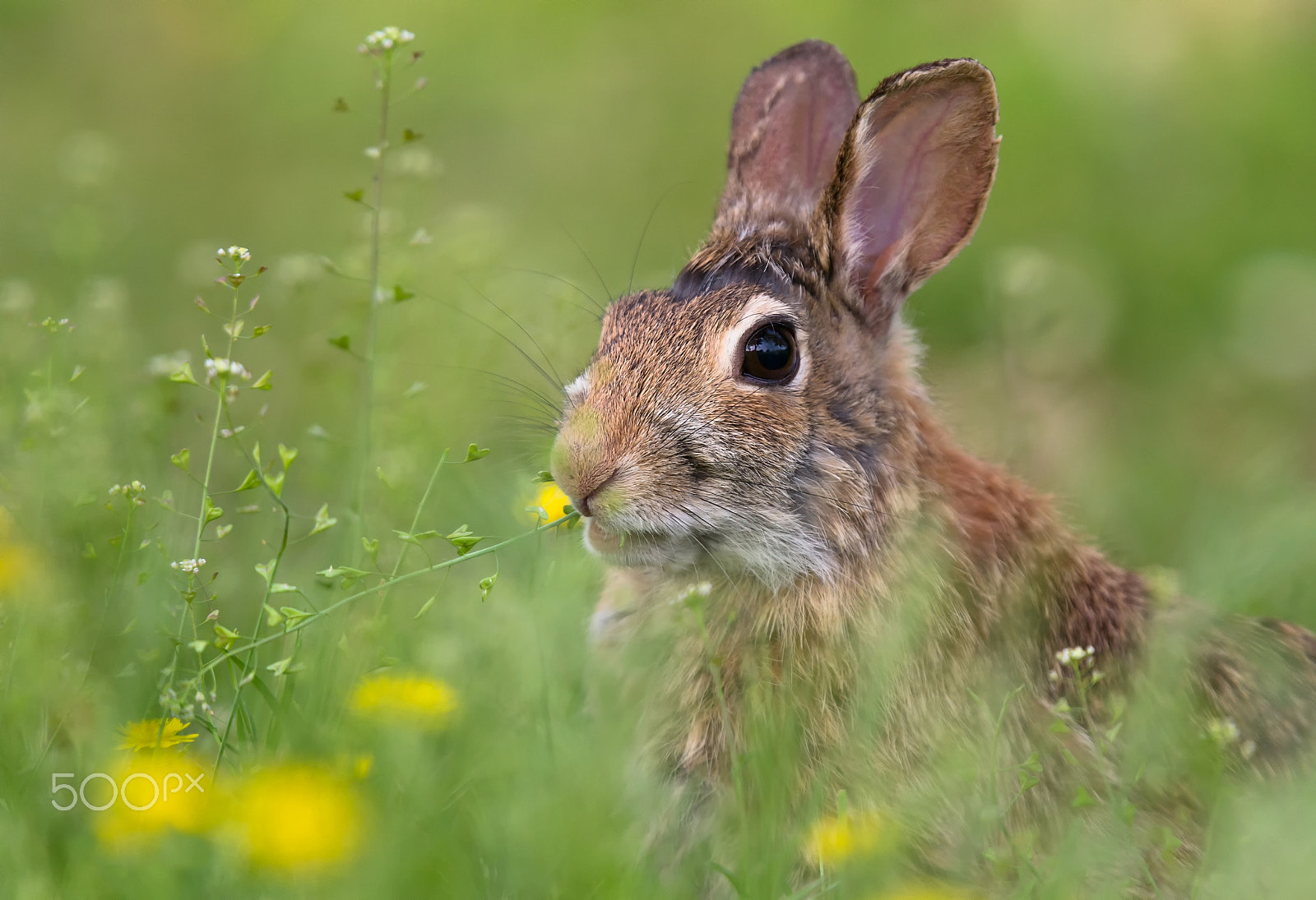 Canon EF 300mm F2.8L IS USM sample photo. Coniglio selvatico photography